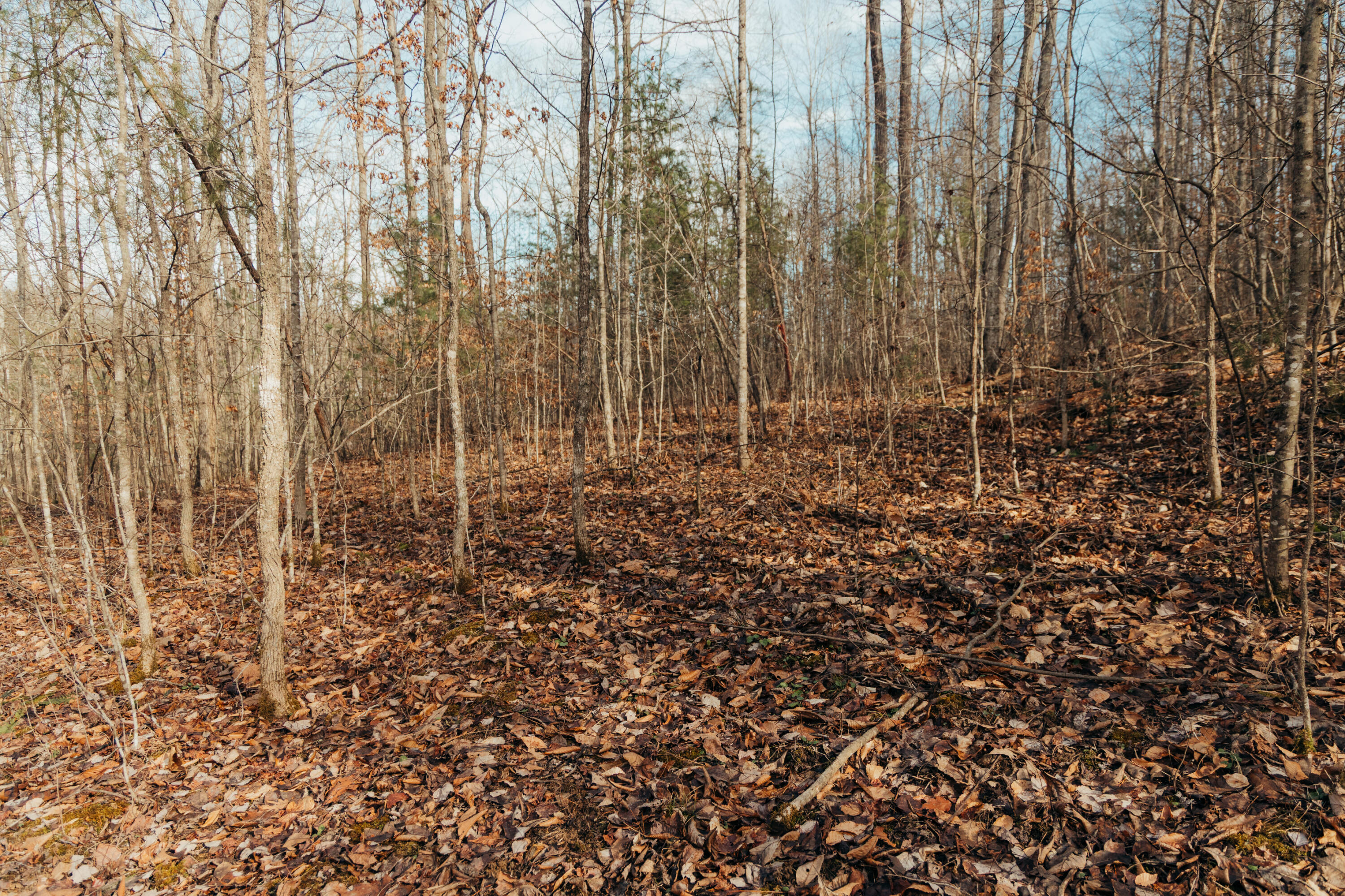-tbd Whites Branch Road Wellington, KY 40387 - Photo 7 of 19 3Q8A9333