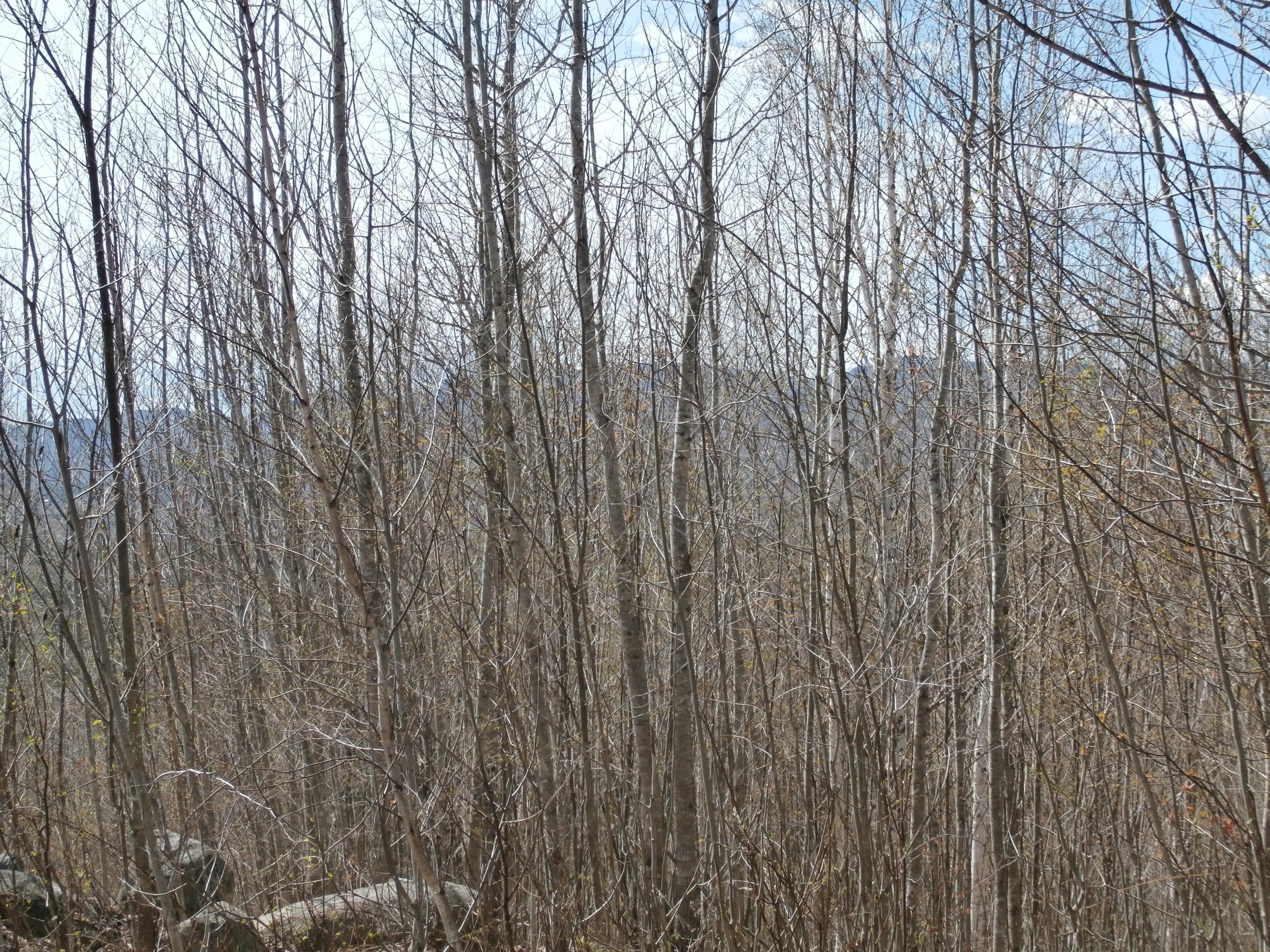 9 Green Hill Road Dixfield, ME 04224 - Photo 24 of 34 P5020841