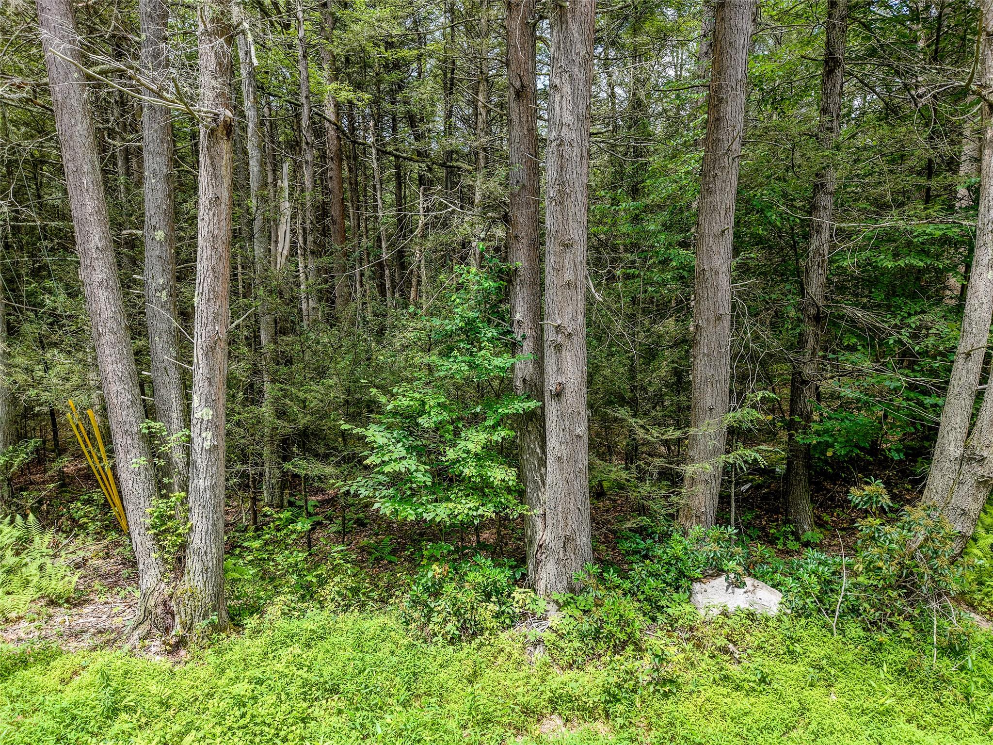 Leins Road Woodbourne, NY 12733 - Photo 8 of 9 a view of a garden with plants
