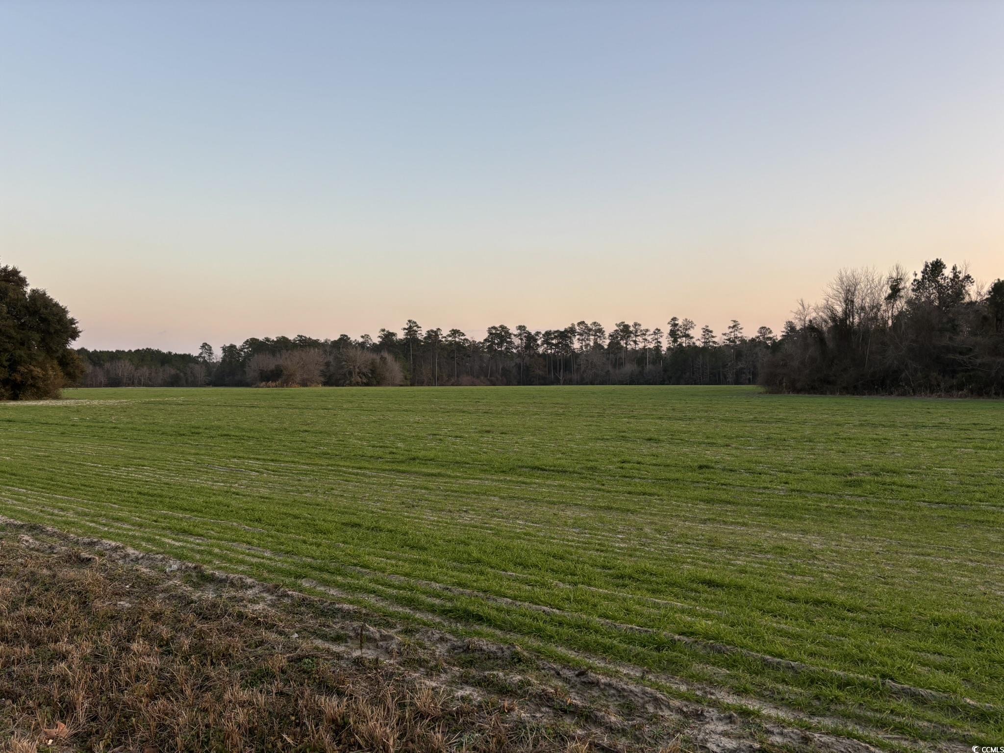 300 Clio Road Loris, SC 29569 - Photo 4 of 10 Nature at dusk with a rural view