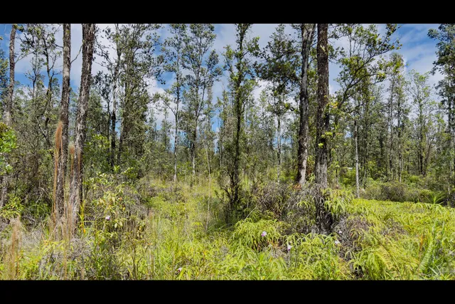 a view of a bunch of trees