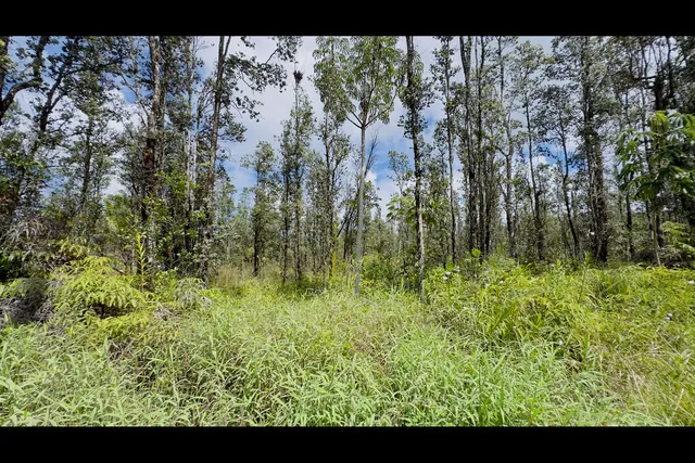 a view of a yard with large trees