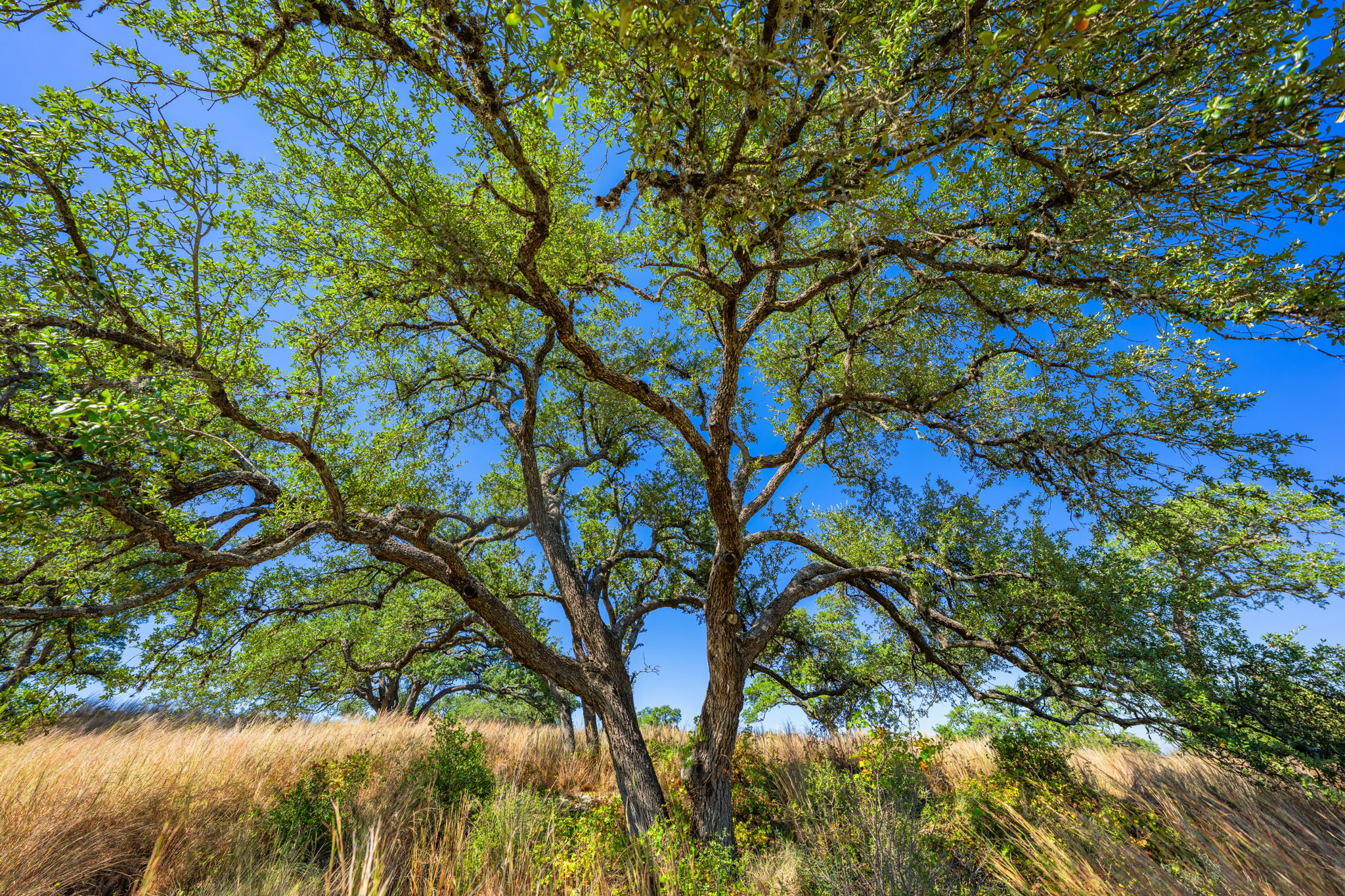 1495 Walnut Springs Road Johnson City, TX 78636 - Photo 20 of 23 a picture of tree