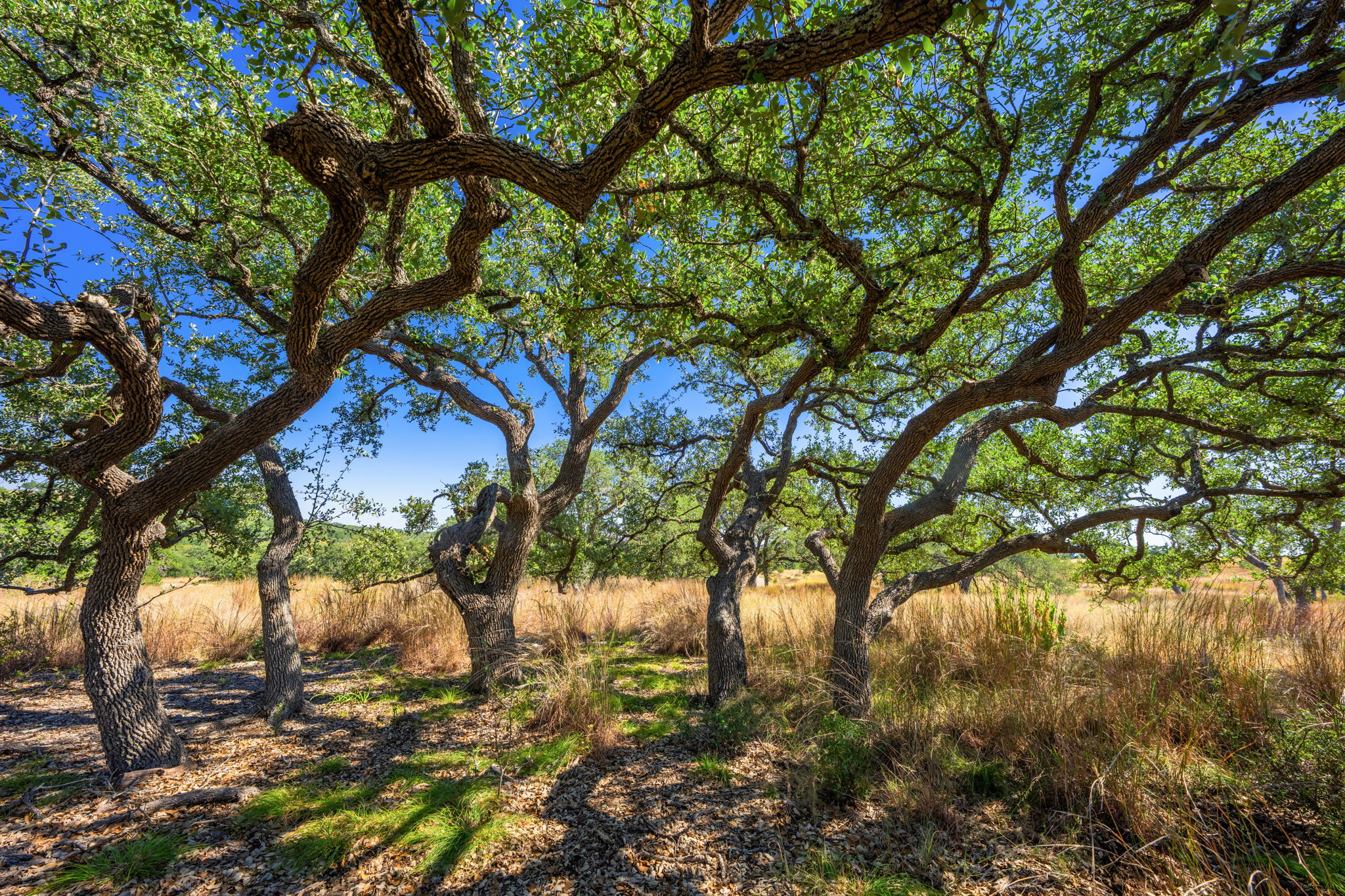 1495 Walnut Springs Road Johnson City, TX 78636 - Photo 21 of 23 a view of a tree in a yard