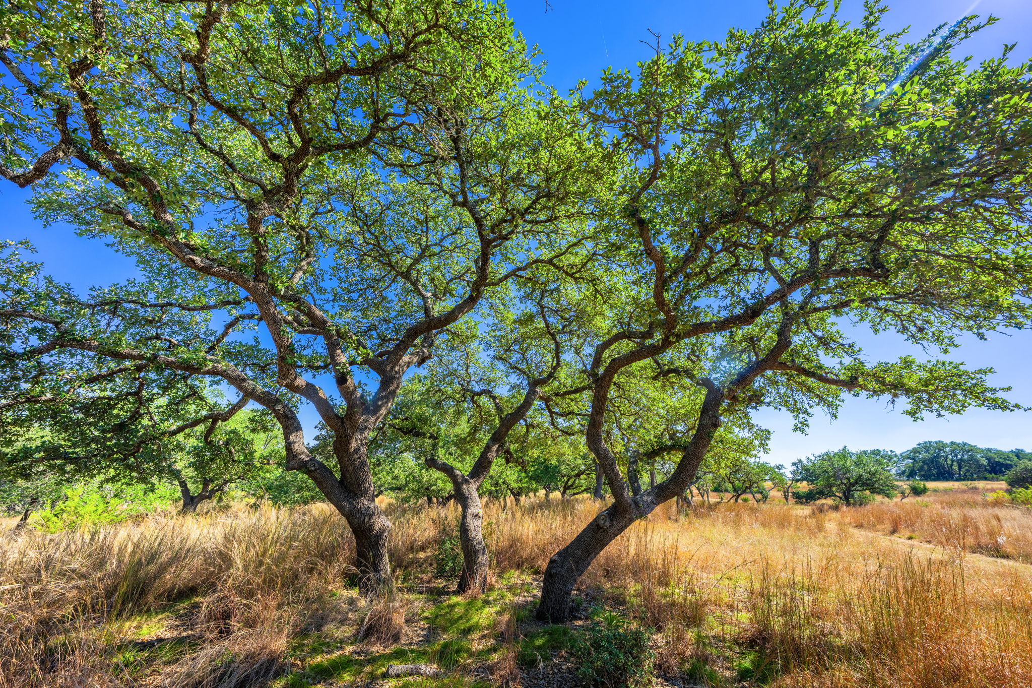 1495 Walnut Springs Road Johnson City, TX 78636 - Photo 22 of 23 a backyard of a house with a yard and outdoor seating