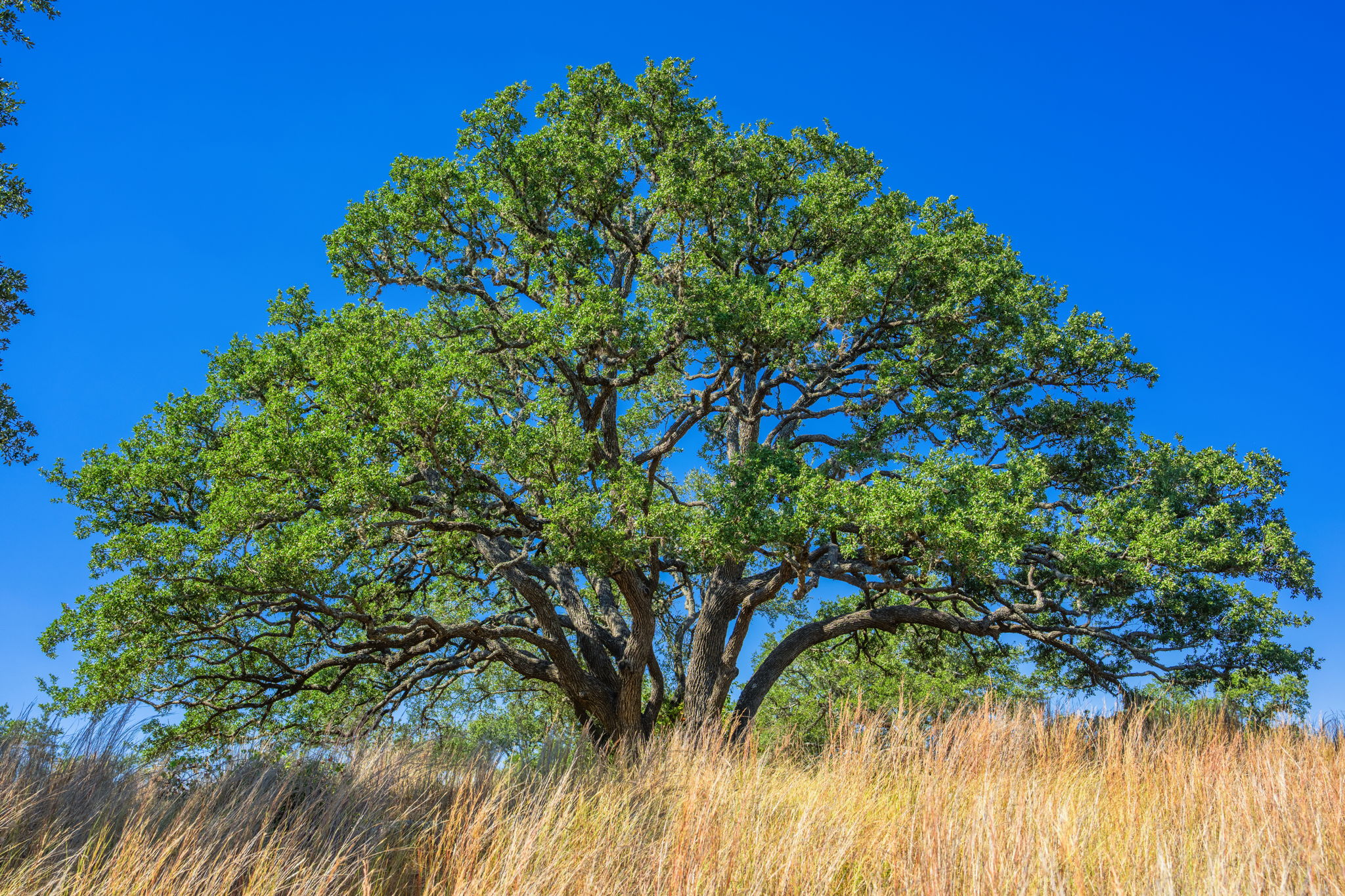 1495 Walnut Springs Road Johnson City, TX 78636 - Photo 7 of 23 a plant that is in a garden