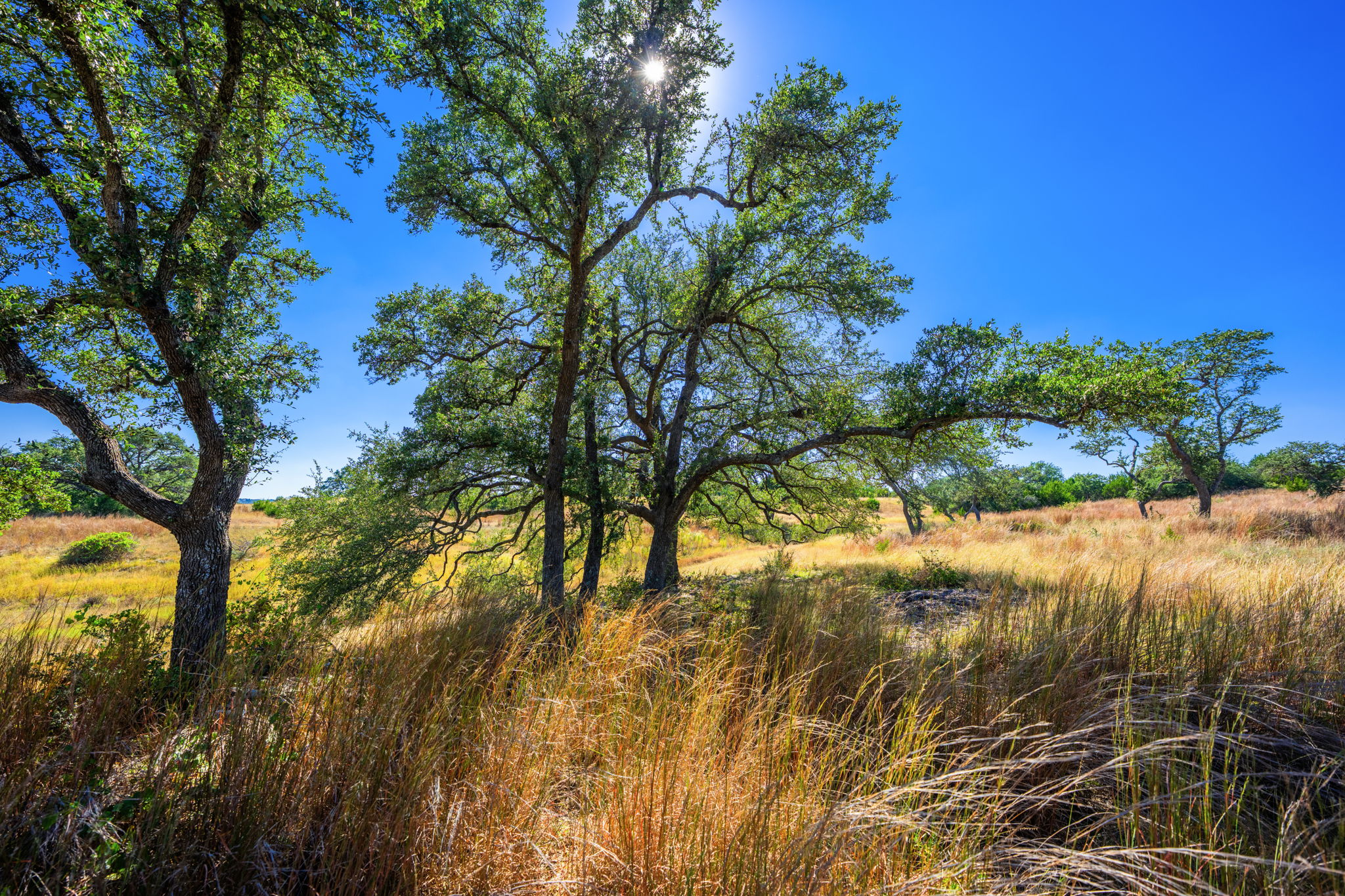 1495 Walnut Springs Road Johnson City, TX 78636 - Photo 10 of 23 a view of yard from a lake