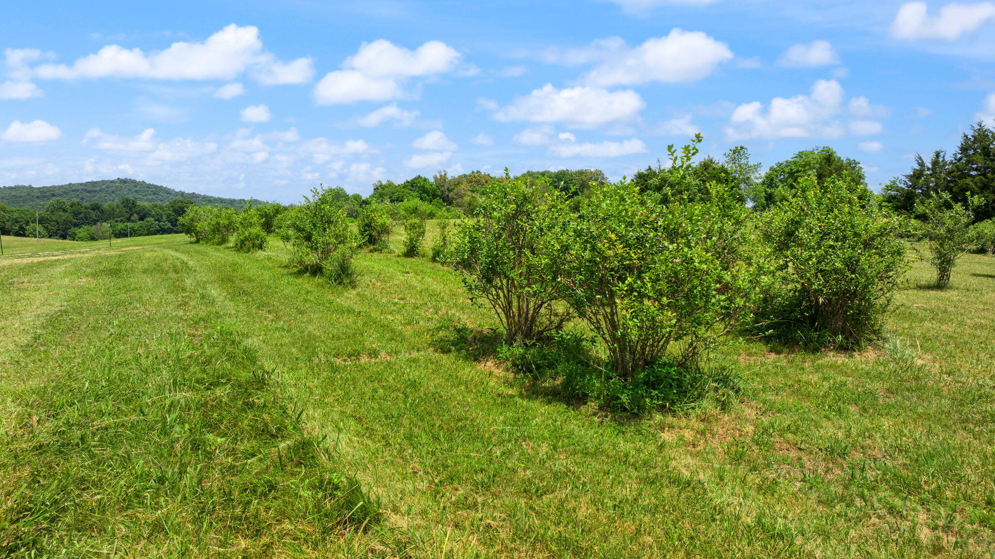 1717 Halltown Road Canmer, KY 42722 - Photo 42 of 83 63-web-or-mls-DJI_20260606141442_0483_D