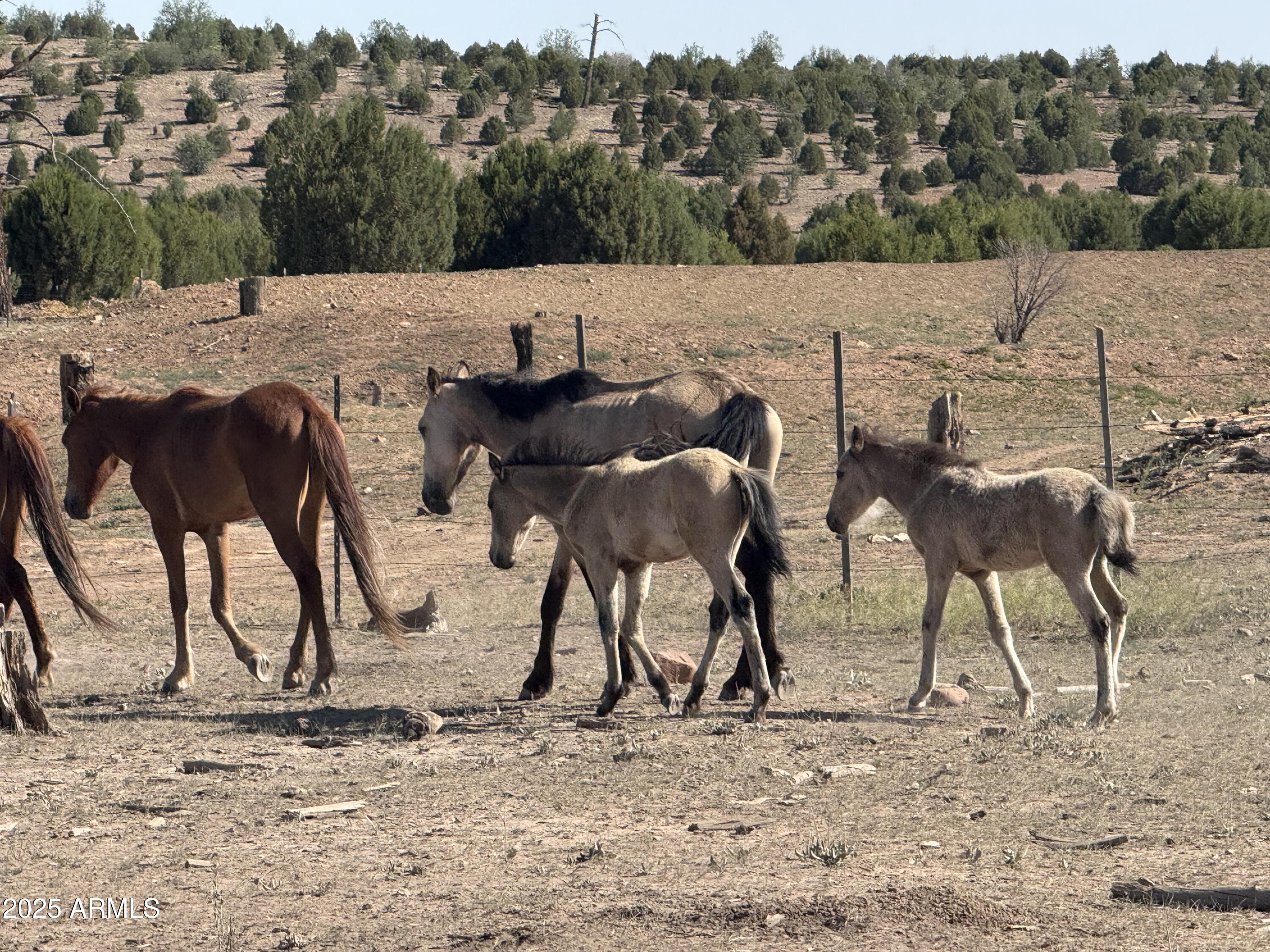 2344 South Buffalo Loop Overgaard, AZ 85933 - Photo 42 of 48 WILD HORSES IN THE FOREST NEAR BY