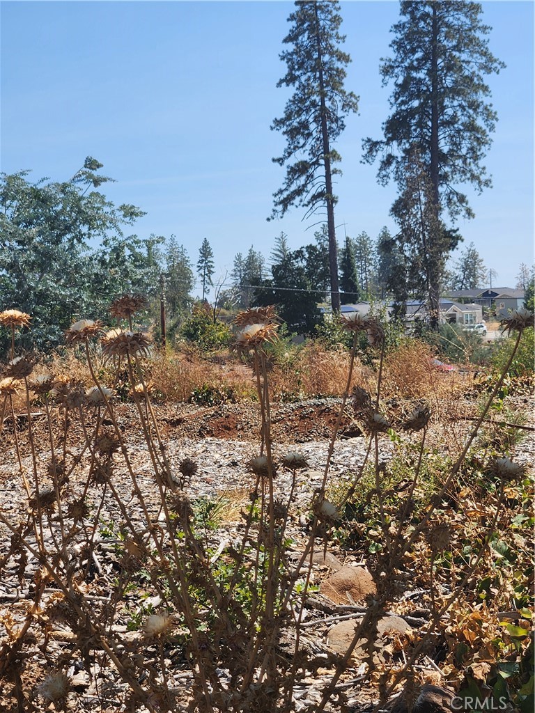 420 Ranch Road Berry Creek, CA 95916 - Photo 1 of 1 a view of a forest filled with trees