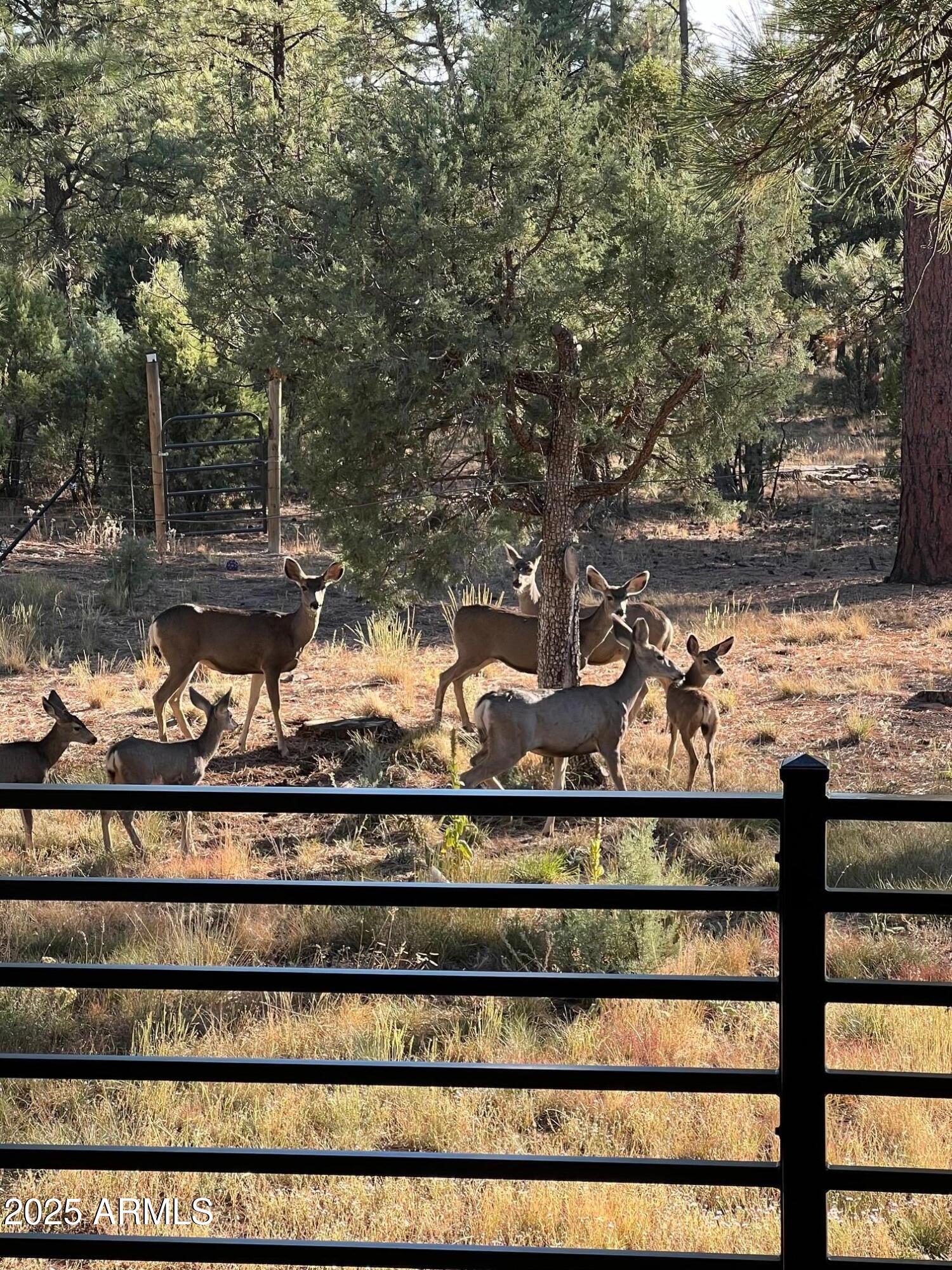 3429 Ponderosa Loop Heber, AZ 85928 - Photo 51 of 75 a view of a lake from a yard