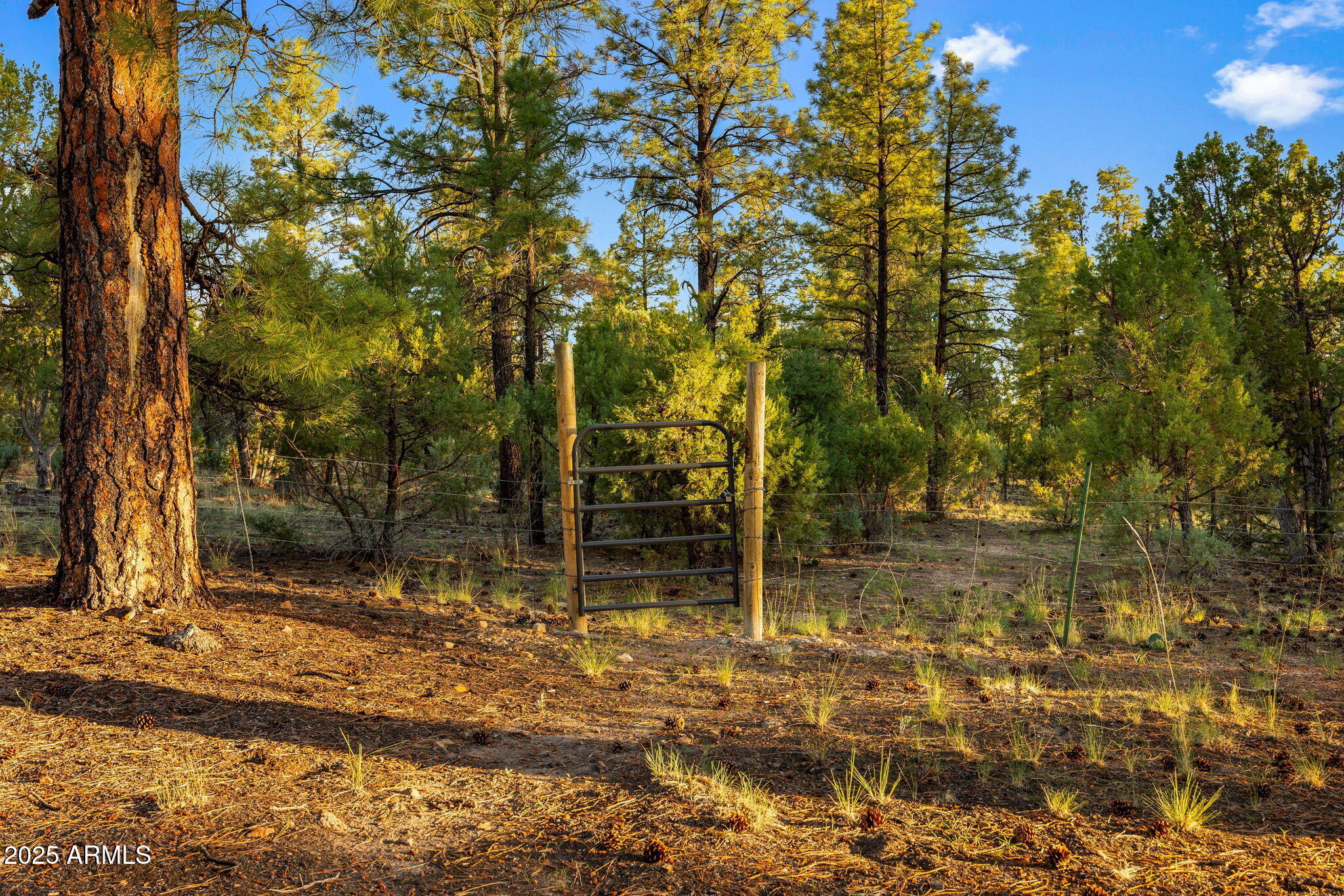 3429 Ponderosa Loop Heber, AZ 85928 - Photo 60 of 75 a view of a house with a tree