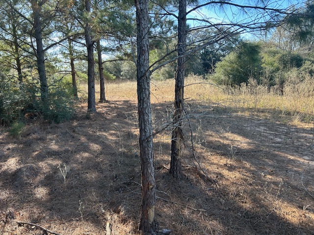 7179 Fm 141 Dime Box, TX 77853 - Photo 3 of 5 a view of a yard with a tree