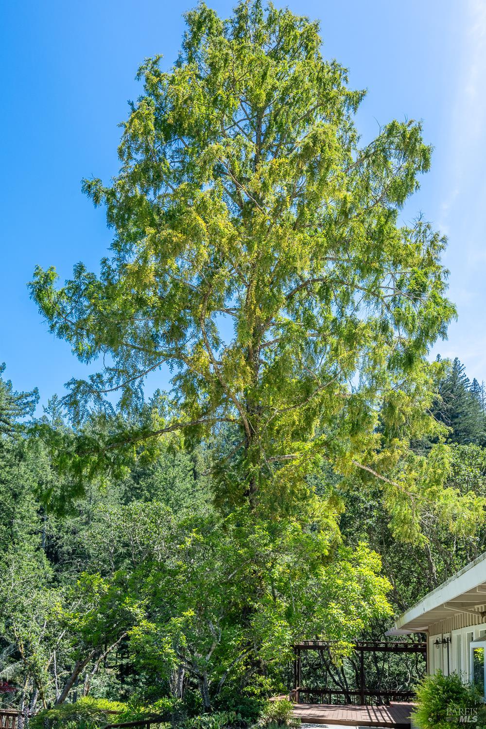 6662 St Helena Road Santa Rosa, CA 95404 - Photo 50 of 51