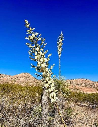 2301 West Rabbit Trail St. David, AZ 85630 - Photo 13 of 30