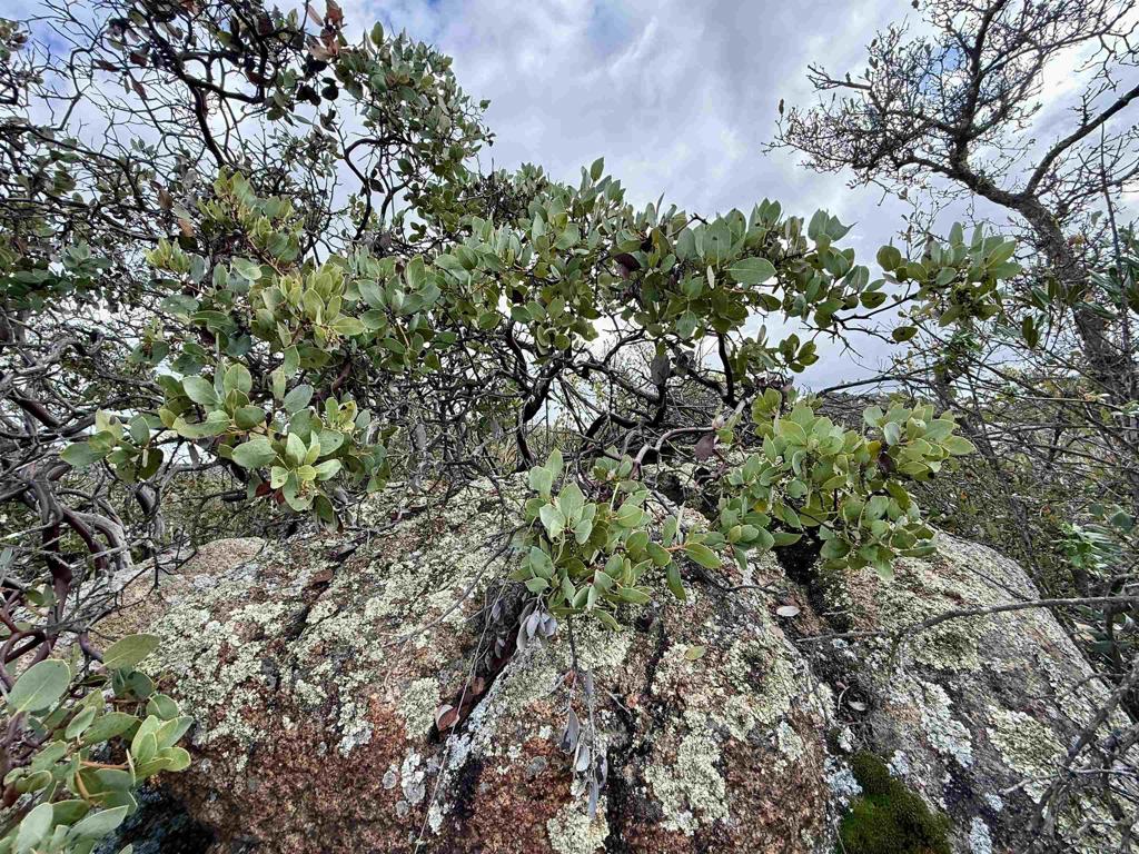 0 Mt Olympus Valley Road Fallbrook, CA 92028 - Photo 19 of 50 a picture of a tree
