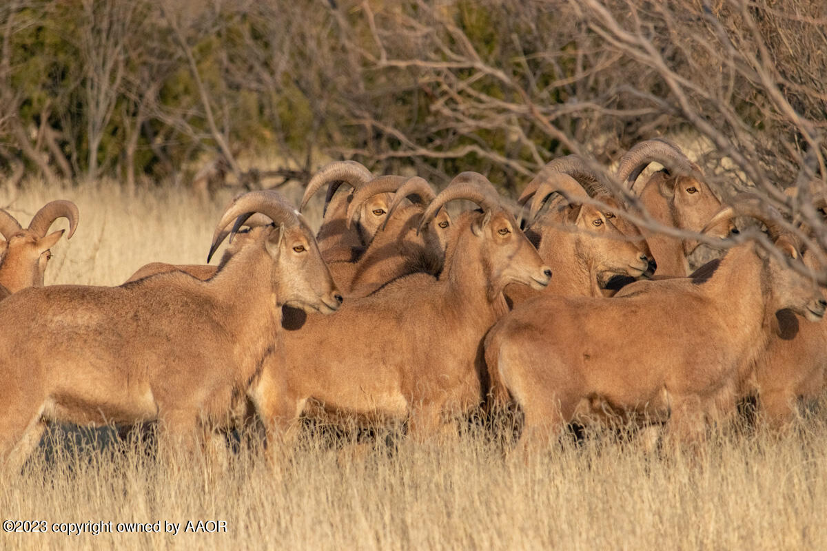 108 Acres Canyon Canyon, TX 79015 - Photo 13 of 34 Historic_Marshall_Ranch-015