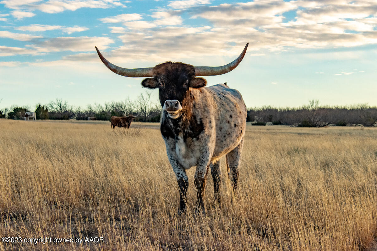 108 Acres Canyon Canyon, TX 79015 - Photo 19 of 34 Historic_Marshall_Ranch-23
