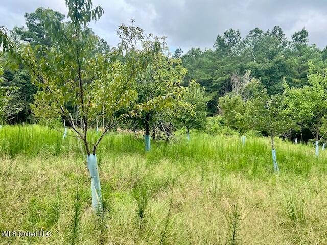 3007 Wilkins Chapel Road Holly Springs, MS 38635 - Photo 33 of 38 IMG_4662