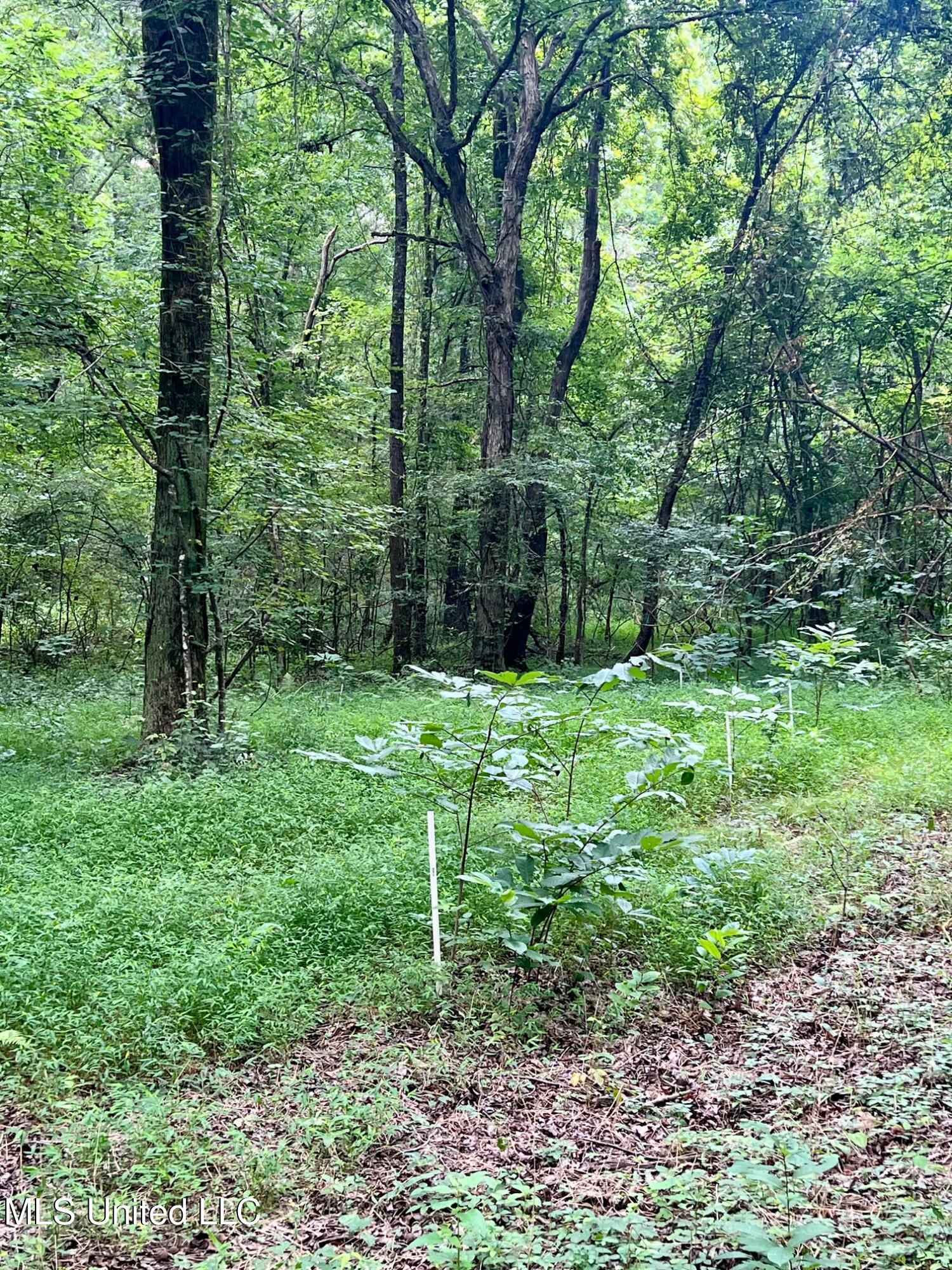 3007 Wilkins Chapel Road Holly Springs, MS 38635 - Photo 34 of 38 IMG_4667