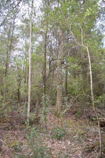 Lot 41 Wallace Lake Road Pace, FL 32571 - Photo 9 of 19