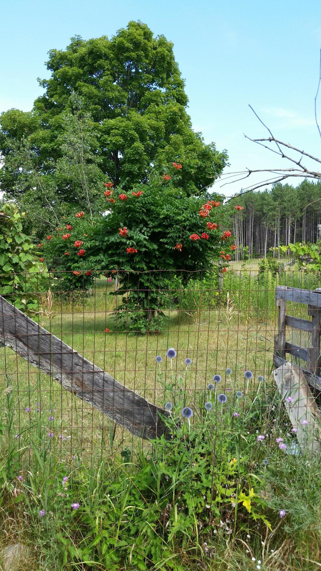 6161 Rondo Road Wolverine, MI 49799 - Photo 17 of 24 Gallery Image 17