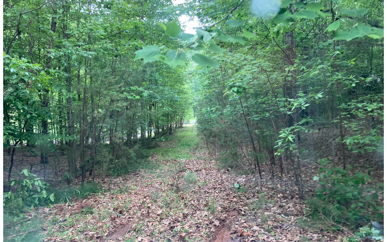 Lot 1 Orton Road Murphy, NC 28906 - Photo 2 of 5 a view of a forest with trees