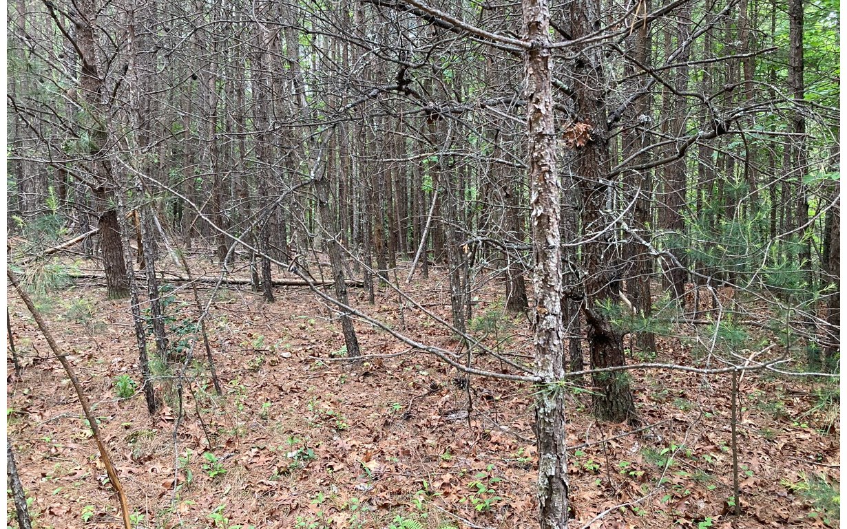Lot 1 Orton Road Murphy, NC 28906 - Photo 3 of 5 a backyard of a house with lots of green space