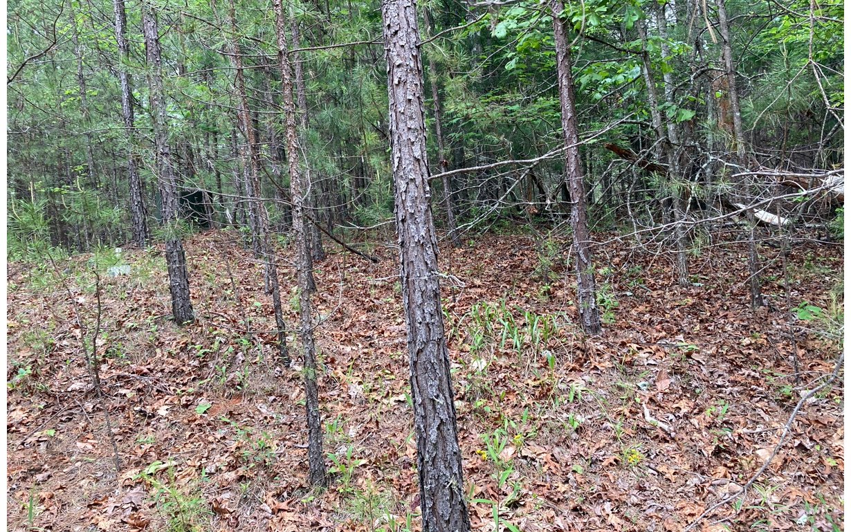Lot 1 Orton Road Murphy, NC 28906 - Photo 4 of 5 a view of forest