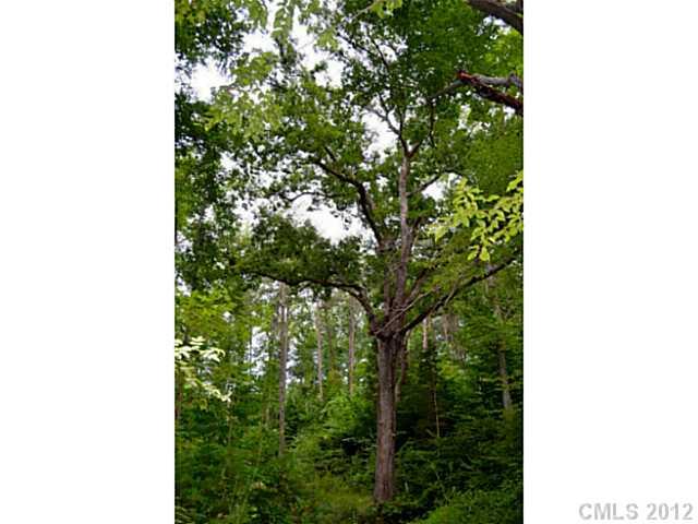 Lot 4 Mack Ballard Road Maiden, NC 28650 - Photo 13 of 16 a picture of a tree