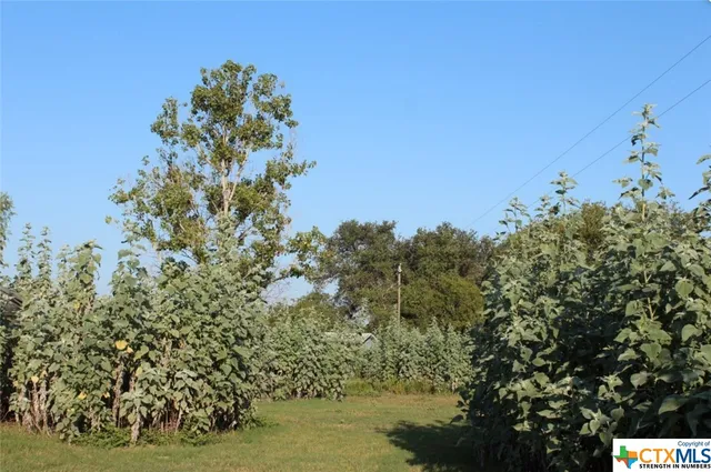 a view of a tree with a yard