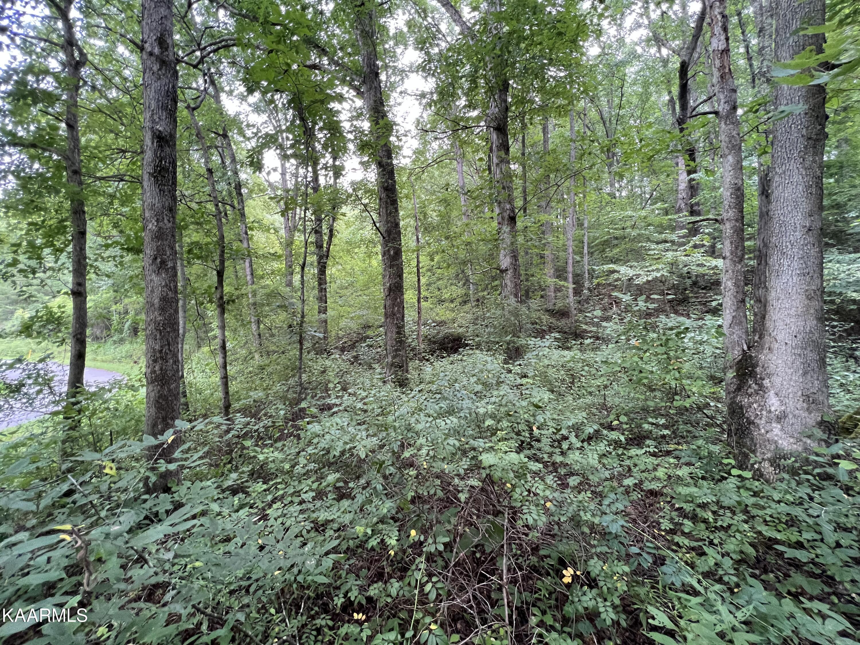 Hamby Road Sunbright, TN 37872 - Photo 1 of 16 EC3EBCFE-CC87-4CC2-AF33-1937F5C45EF9
