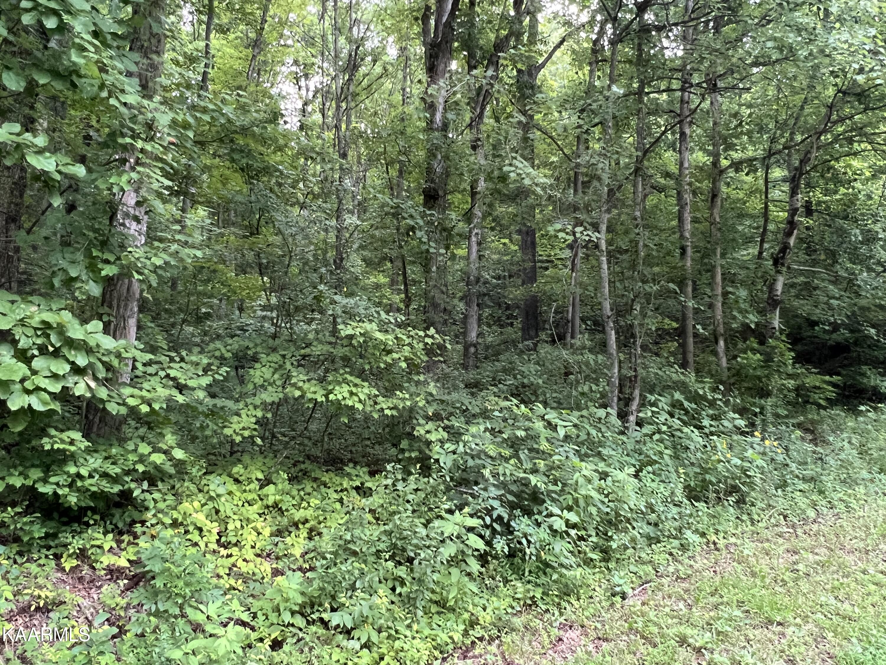 Hamby Road Sunbright, TN 37872 - Photo 14 of 16 89D70139-DFFD-4FC2-8C8A-8BDFFC4784E5