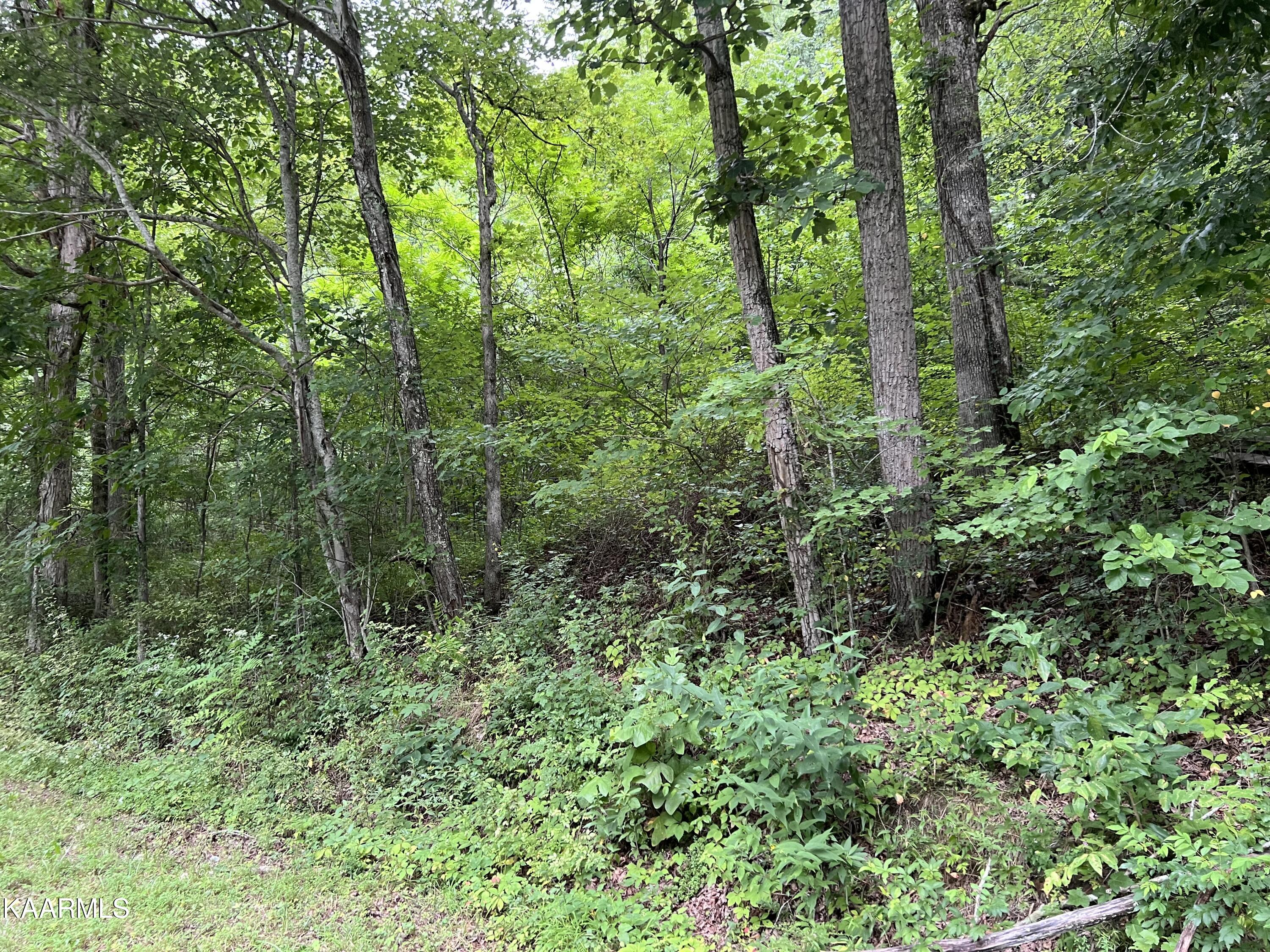 Hamby Road Sunbright, TN 37872 - Photo 16 of 16 9D4CD50D-AB09-4D4E-AFD9-C190FADAEDE0