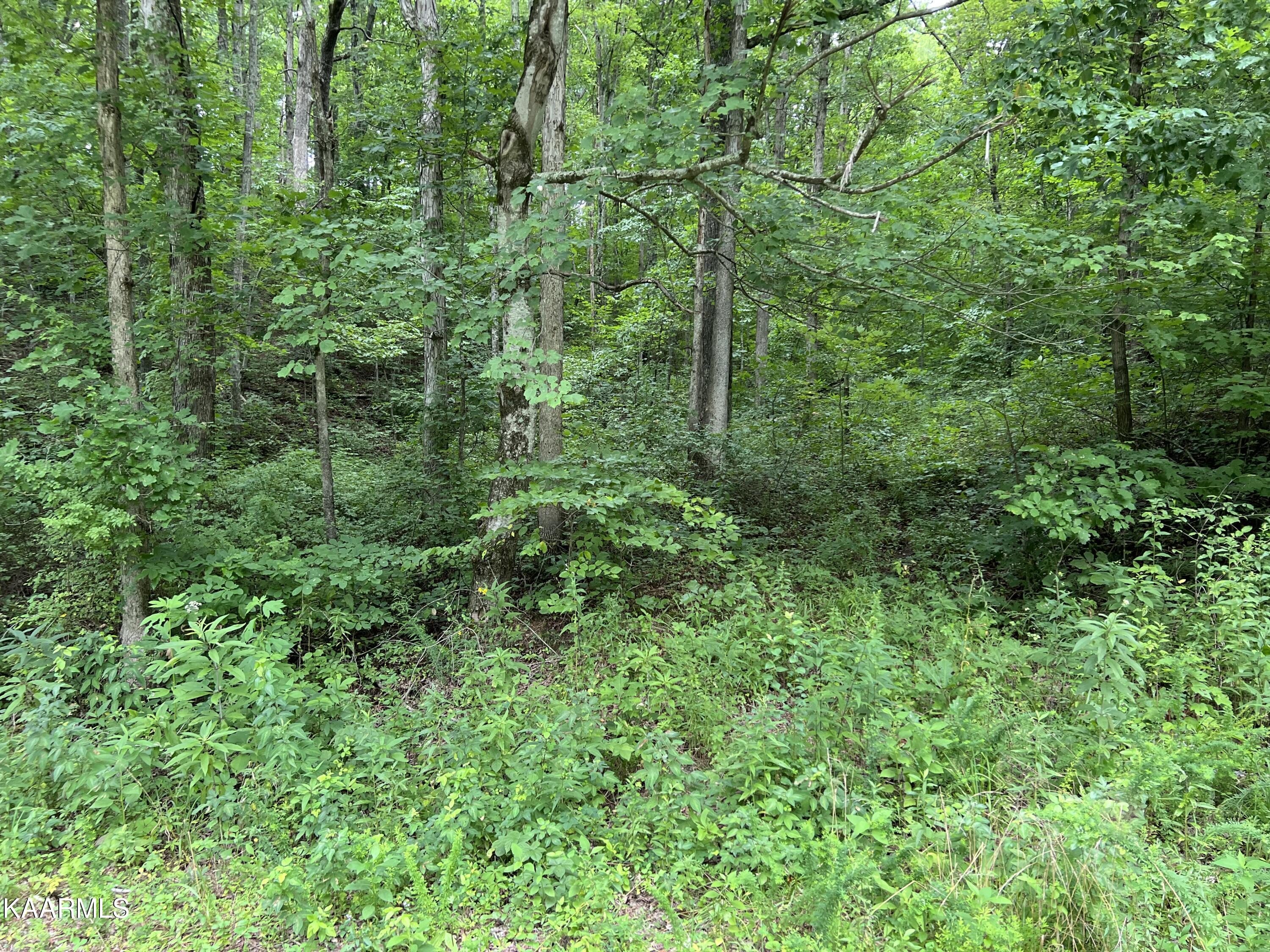 Hamby Road Sunbright, TN 37872 - Photo 2 of 16 339021B2-D089-4FC3-B047-876A75D9FDE7