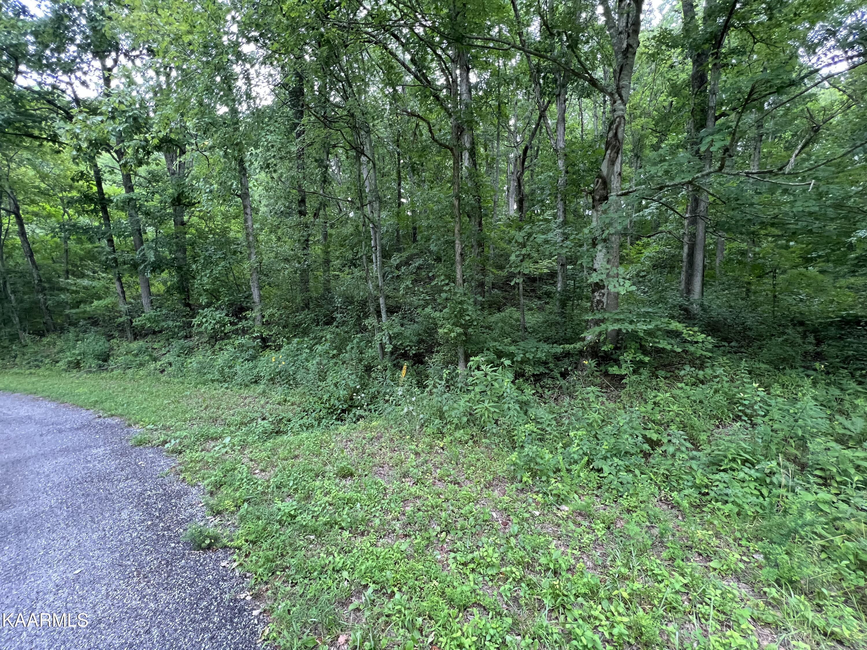 Hamby Road Sunbright, TN 37872 - Photo 3 of 16 BE00E284-7929-4A2F-A114-9A78B1BEF861