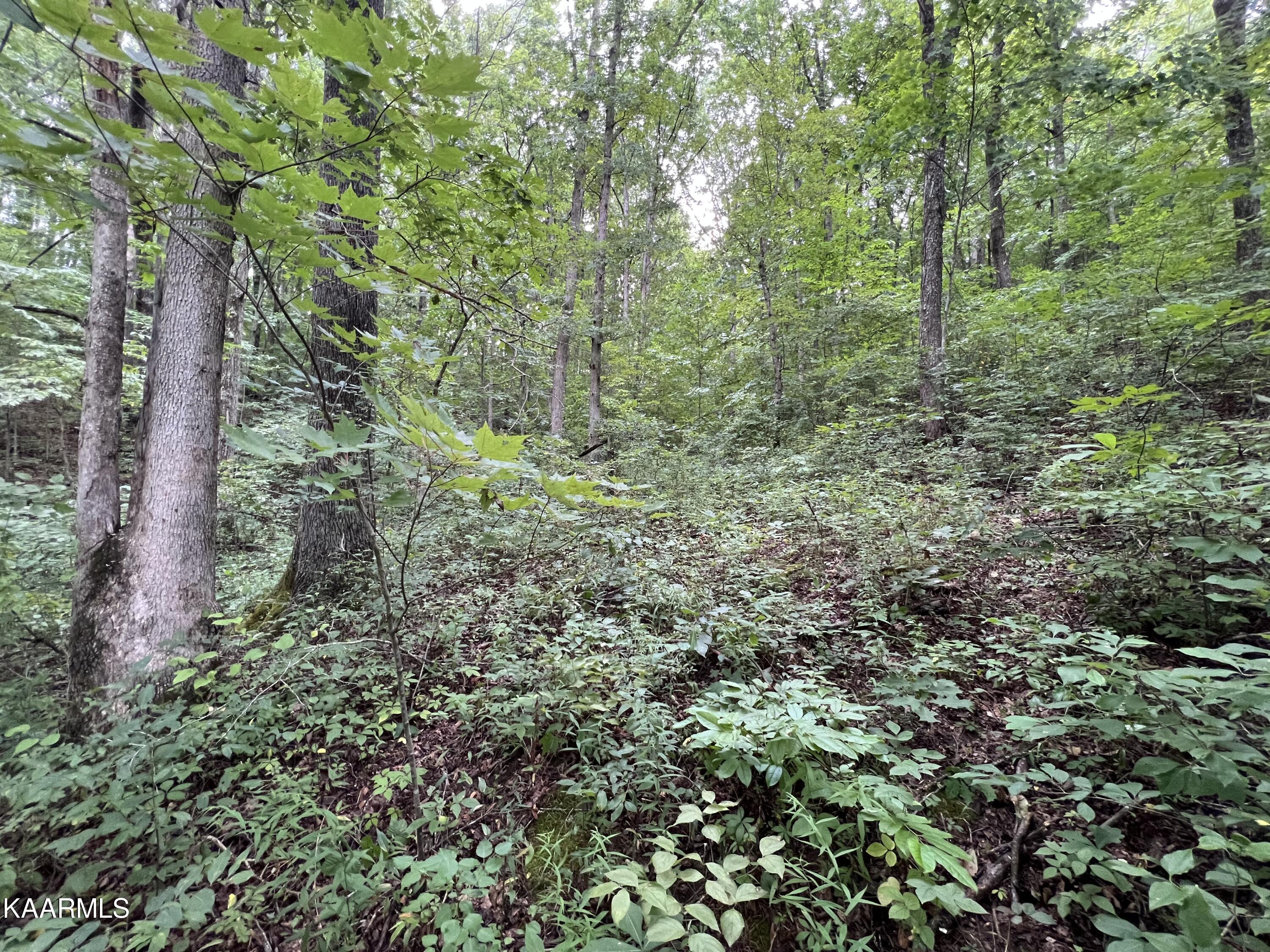 Hamby Road Sunbright, TN 37872 - Photo 5 of 16 901EF9A3-CE09-4C6D-AFD5-8BD232494870