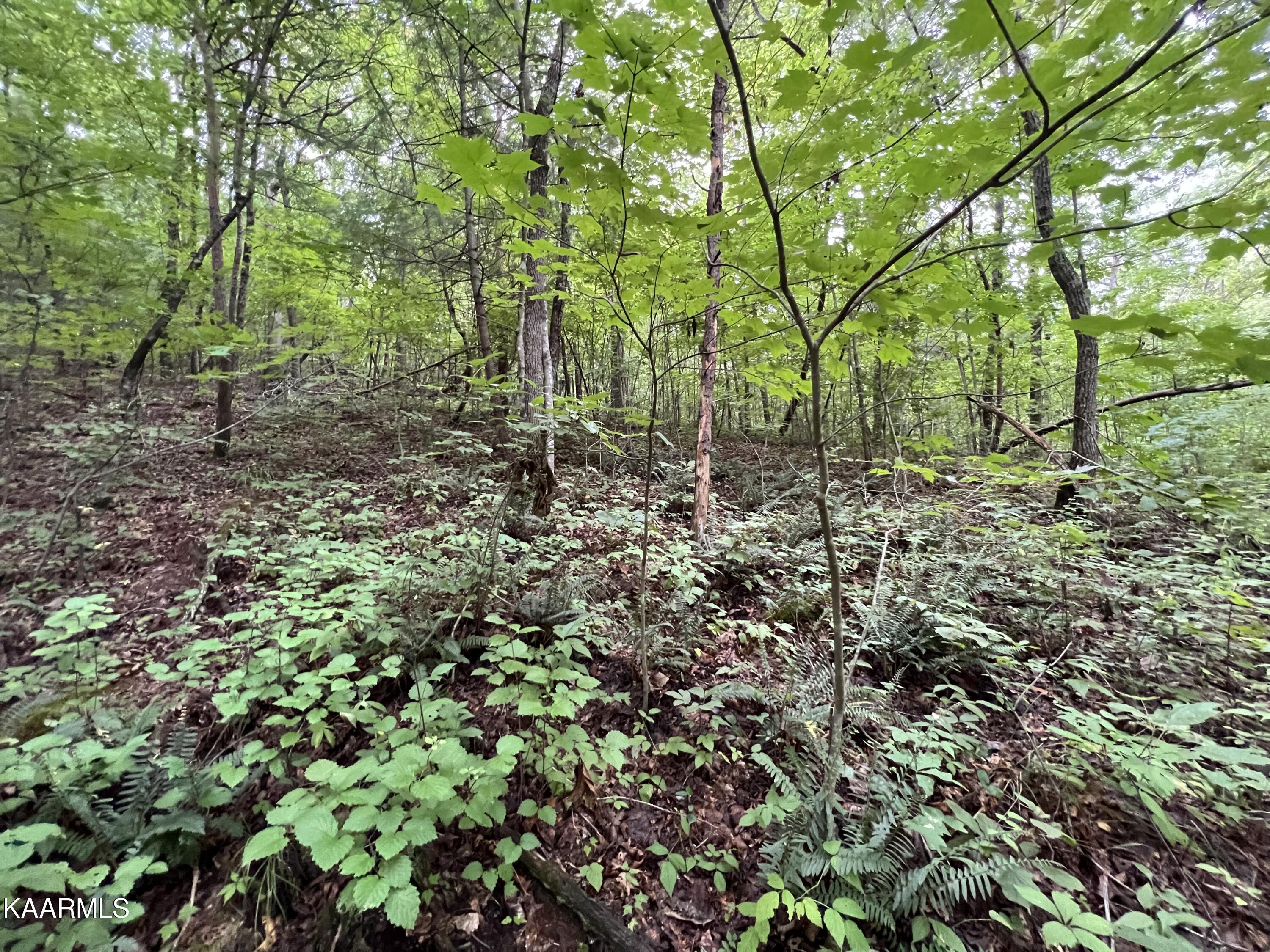 Hamby Road Sunbright, TN 37872 - Photo 6 of 16 A596FD6B-010B-49DF-9EB4-1F336B91E3FC