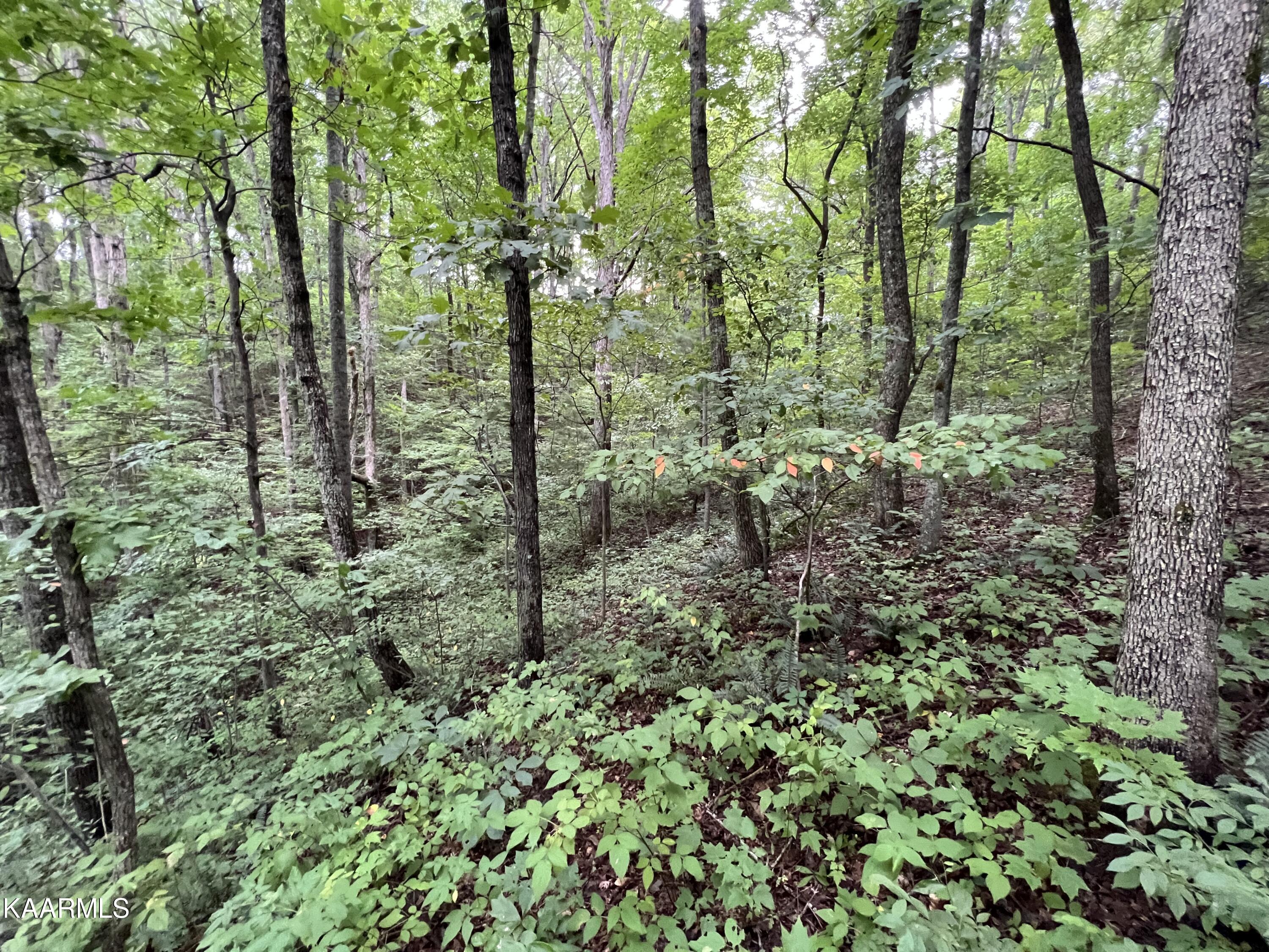 Hamby Road Sunbright, TN 37872 - Photo 8 of 16 7525E5DC-E46C-474F-9C12-098BE2A4A5DA