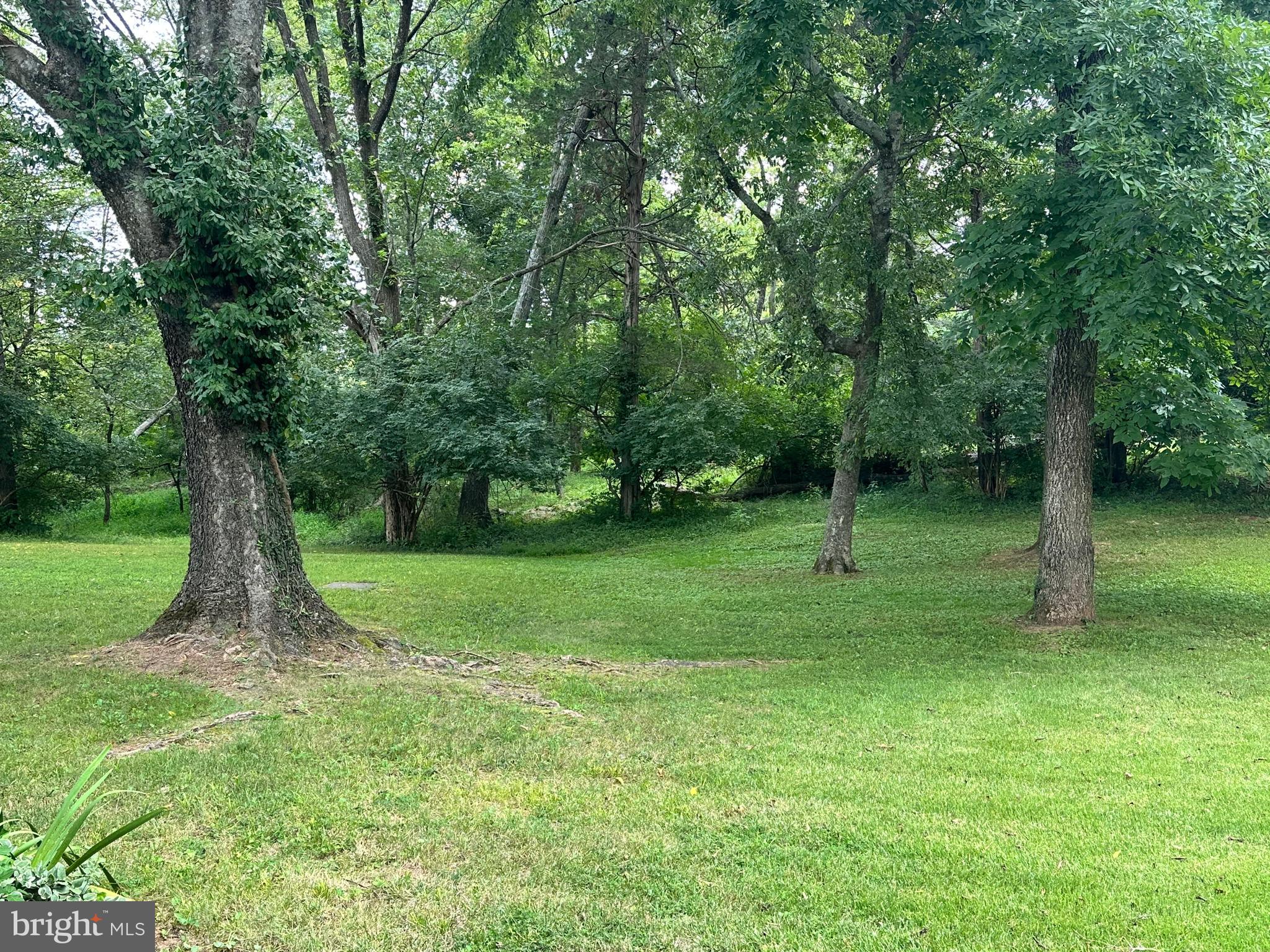 7374 Roxbury Avenue Manassas, VA 20109 - Photo 41 of 42 a view of a tree in a yard