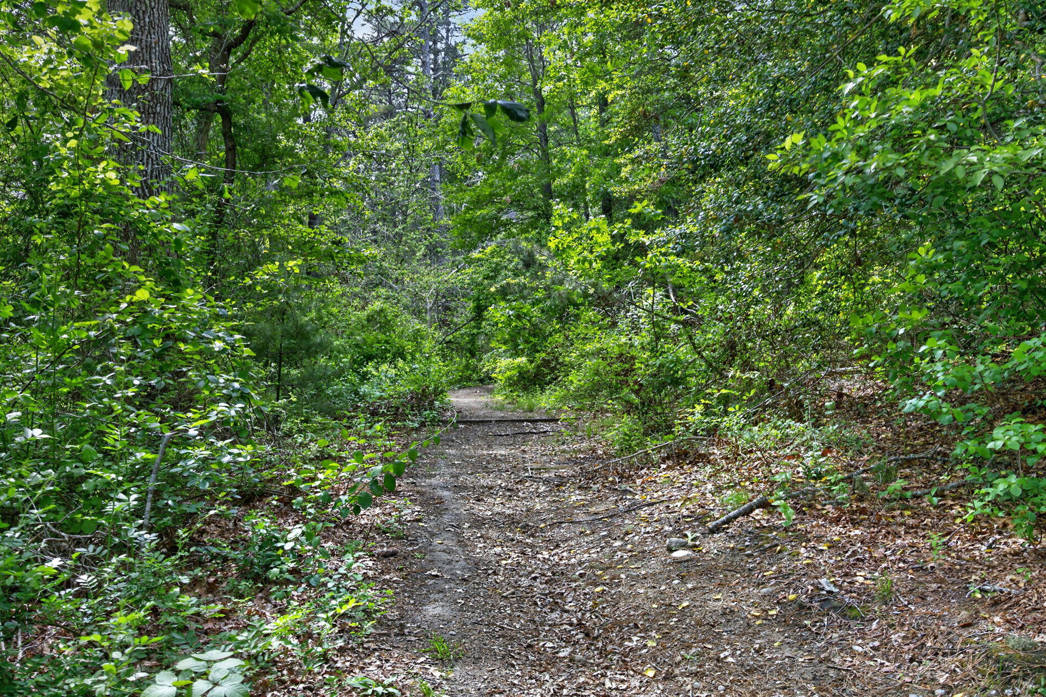 20 Hirsch Road Forestdale, MA 02644 - Photo 16 of 27 22-PF0A2472