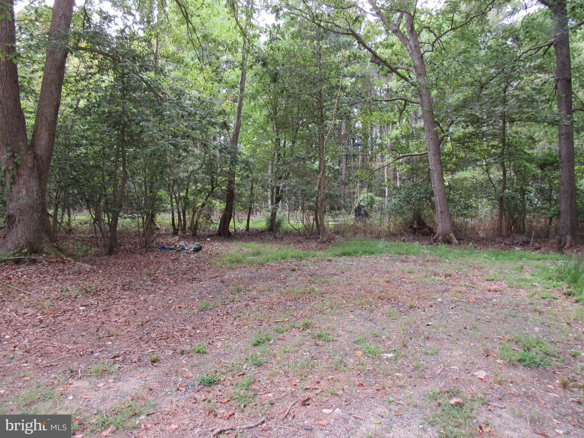 4420 Hooper Neck Road Taylors Island, MD 21669 - Photo 3 of 10 a view of a yard with lots of trees