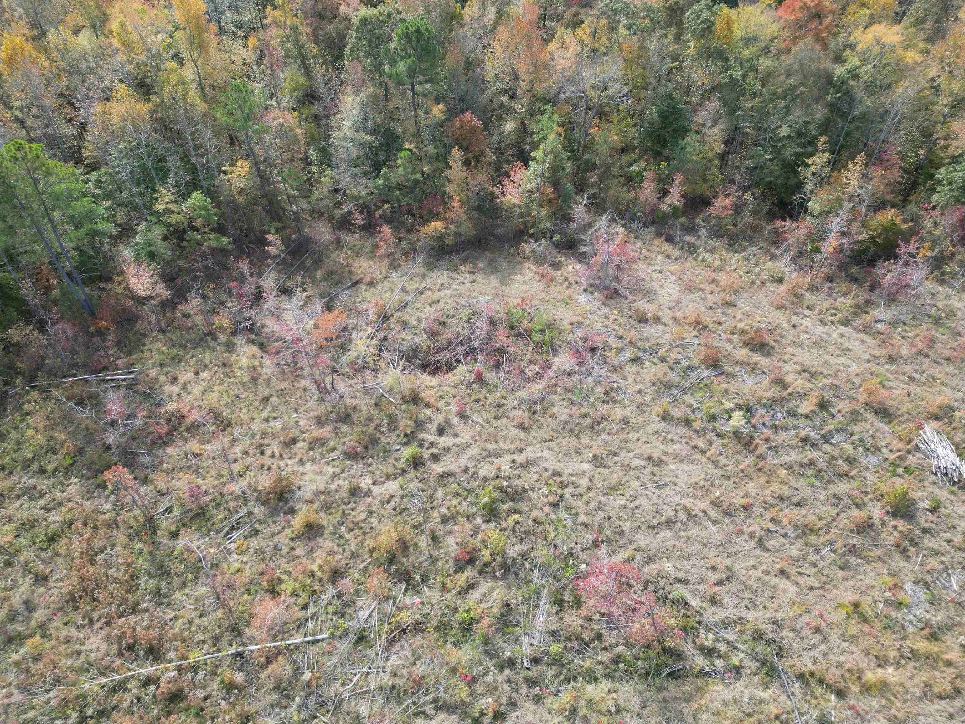 Tract 6 Carnal Road Huntingdon, TN 38344 - Photo 3 of 10 a view of a dry yard with lots of bushes