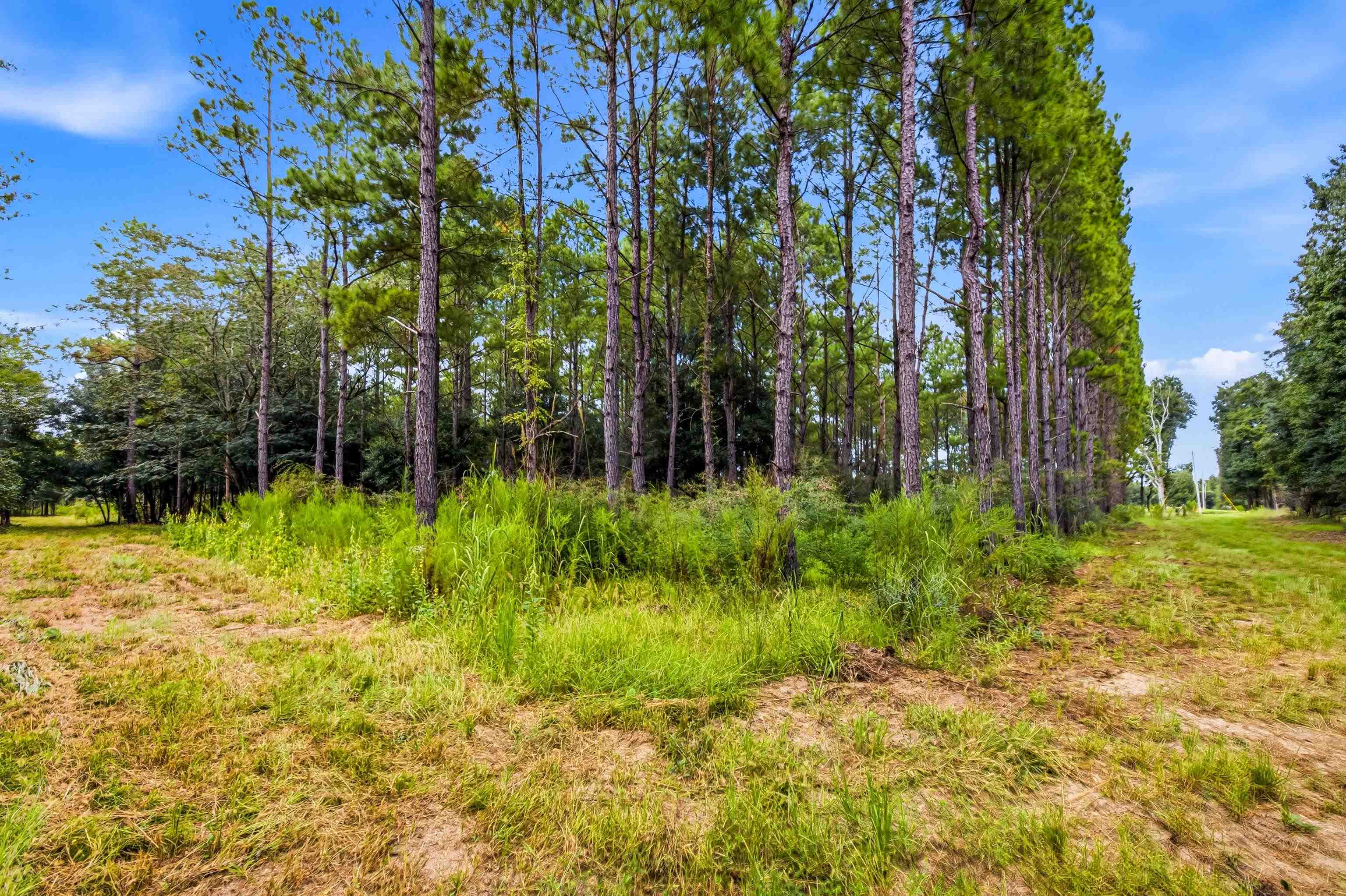 1569 Dave Plowden Pond Road Manning, SC 29102 - Photo 92 of 92 Gallery Image 92