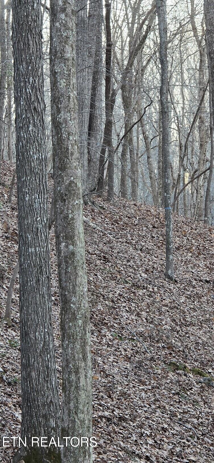 119 Pineridge Loop Fairfield Glade, TN 38558 - Photo 12 of 34 WILDLIFE