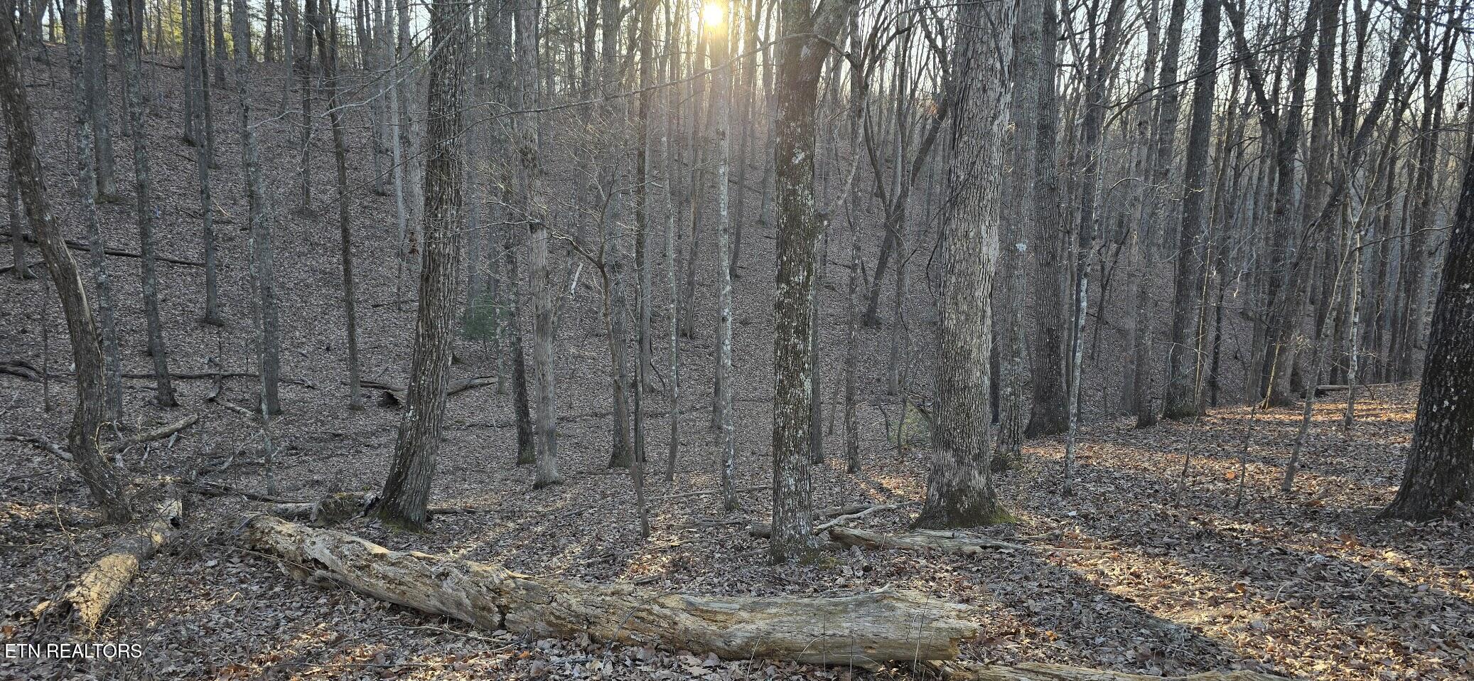 119 Pineridge Loop Fairfield Glade, TN 38558 - Photo 2 of 34 WOODED LOT