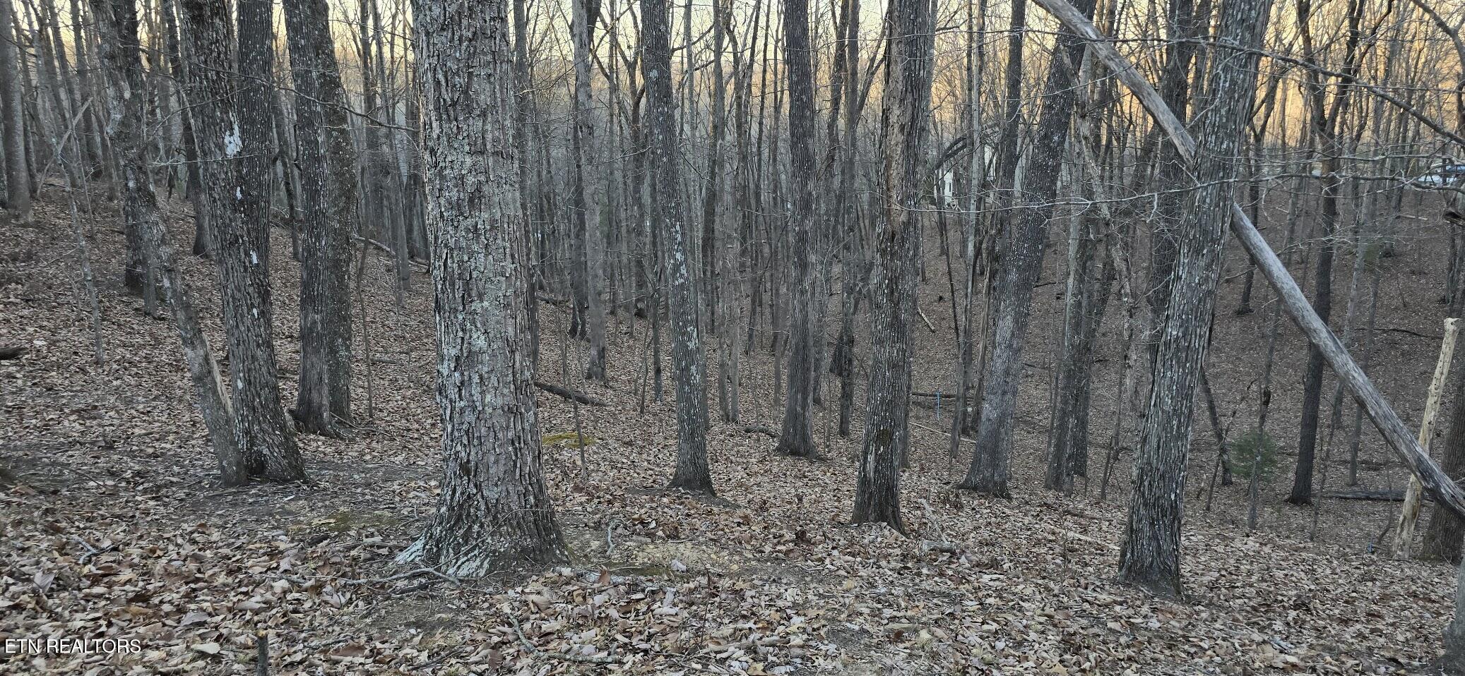 119 Pineridge Loop Fairfield Glade, TN 38558 - Photo 26 of 34 WILDLIFE