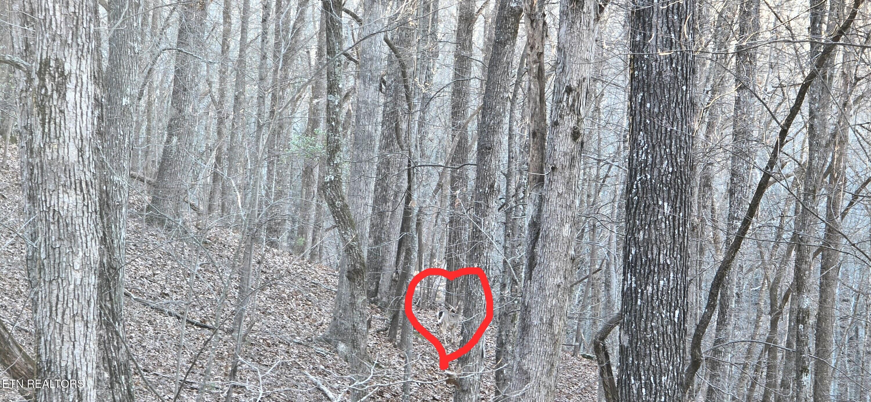 119 Pineridge Loop Fairfield Glade, TN 38558 - Photo 27 of 34 DEER