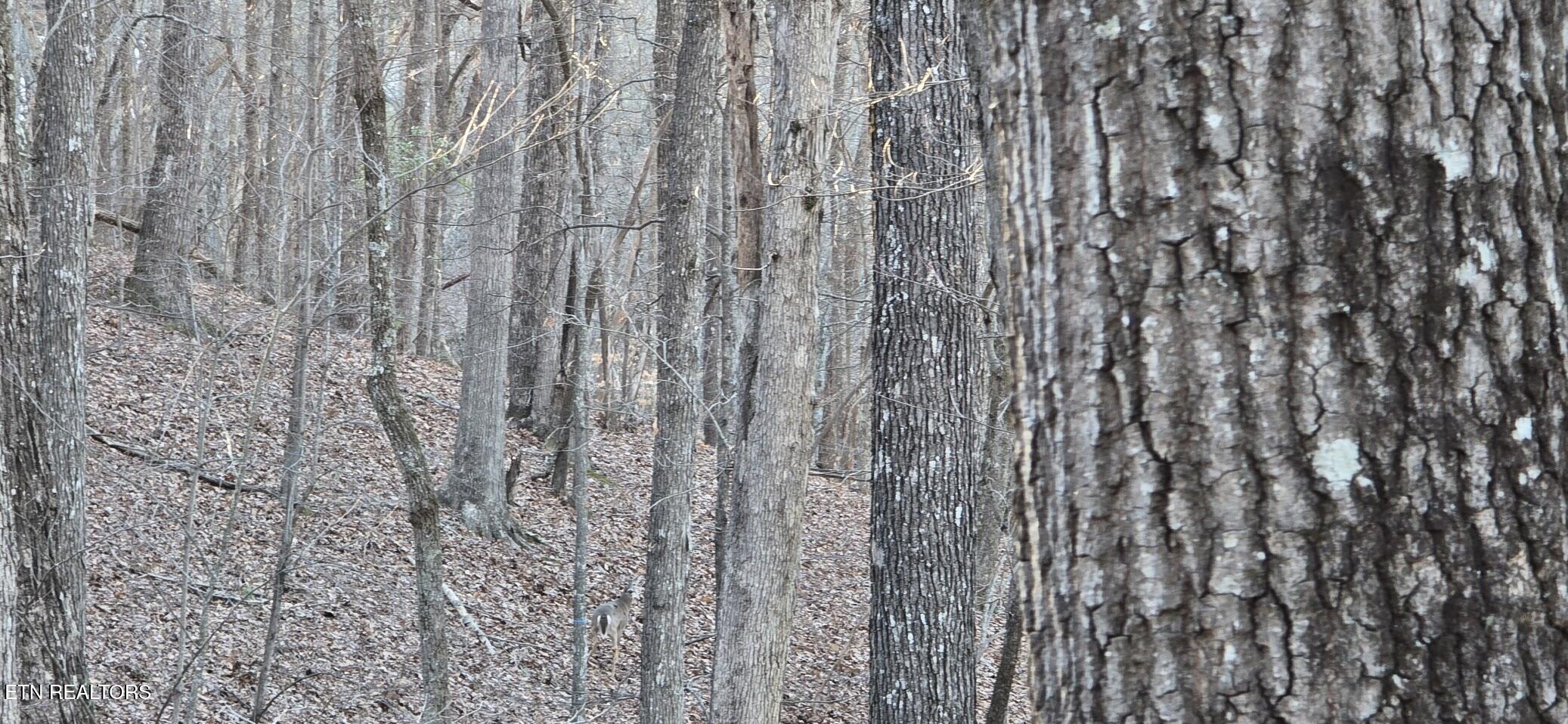 119 Pineridge Loop Fairfield Glade, TN 38558 - Photo 4 of 34 LARGE OAK TREES