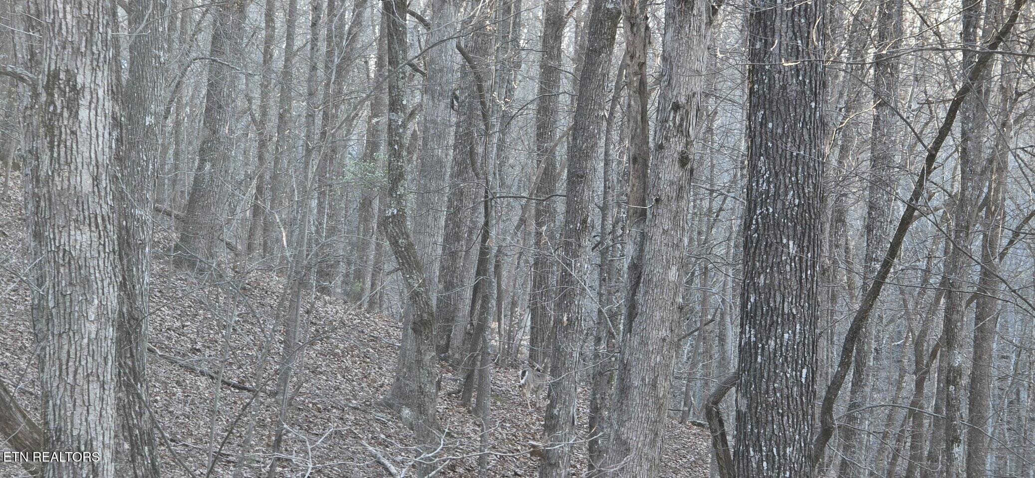 119 Pineridge Loop Fairfield Glade, TN 38558 - Photo 5 of 34 QUIET AREA